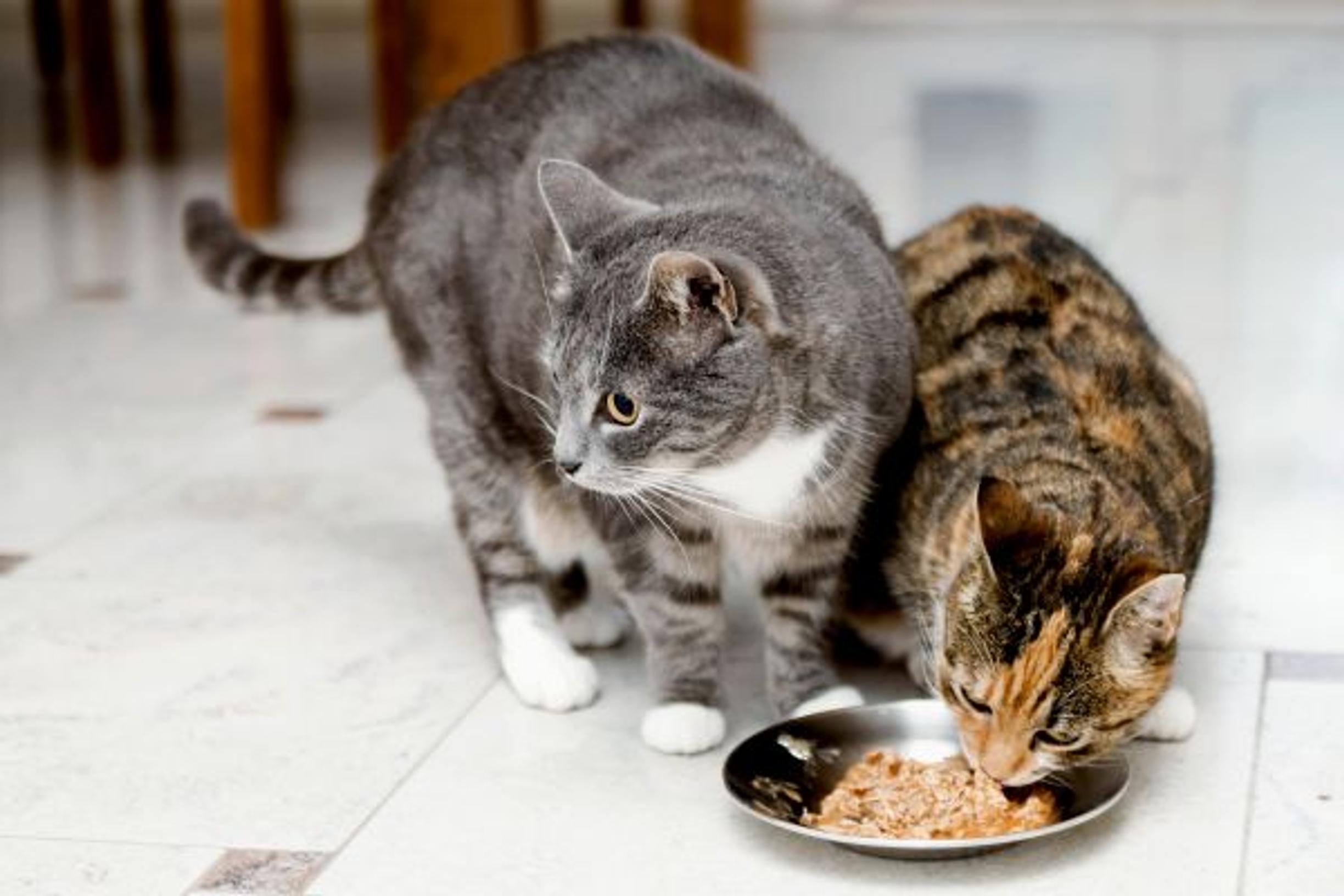 Kissat katkaisivat sairastelukierteen