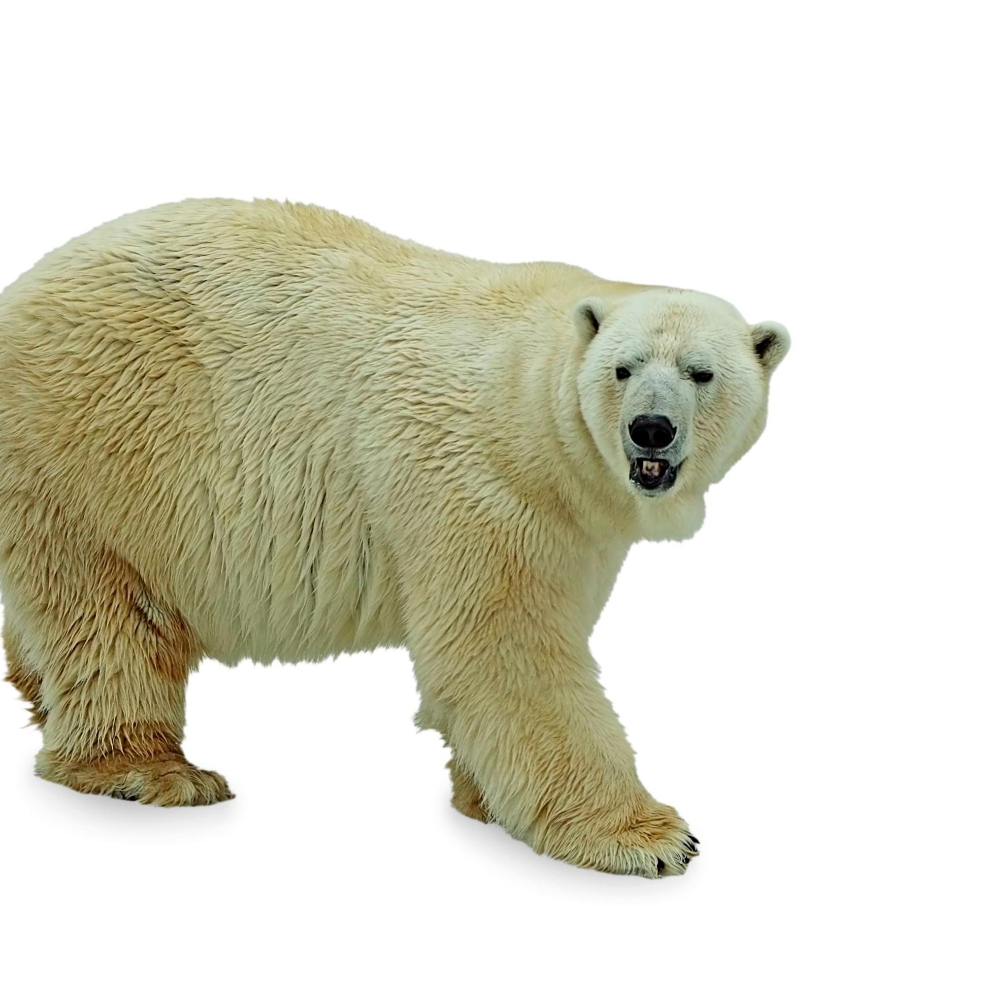 Näin ilmastonmuutos hävittää jääkarhut vuoteen 2100 mennessä – Arktisen merijään katoaminen tuhoaa koko lajin