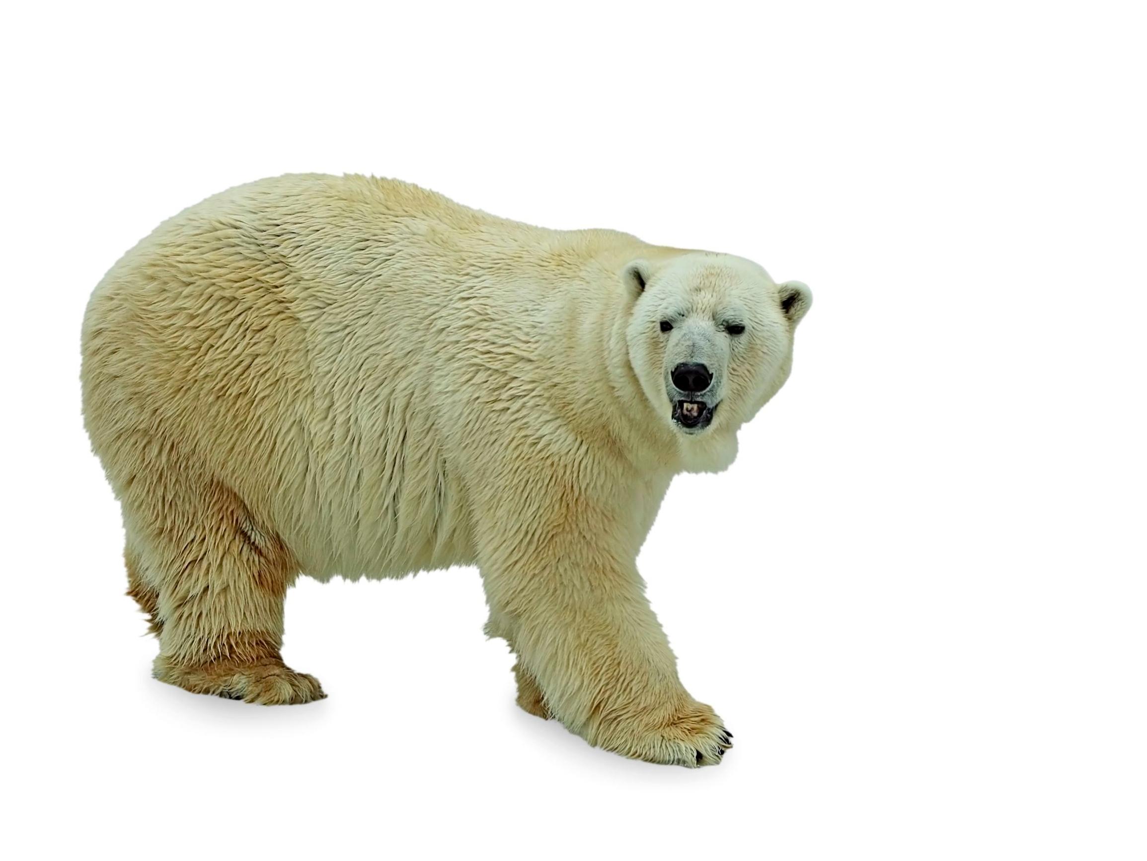 Näin ilmastonmuutos hävittää jääkarhut vuoteen 2100 mennessä – Arktisen merijään katoaminen tuhoaa koko lajin