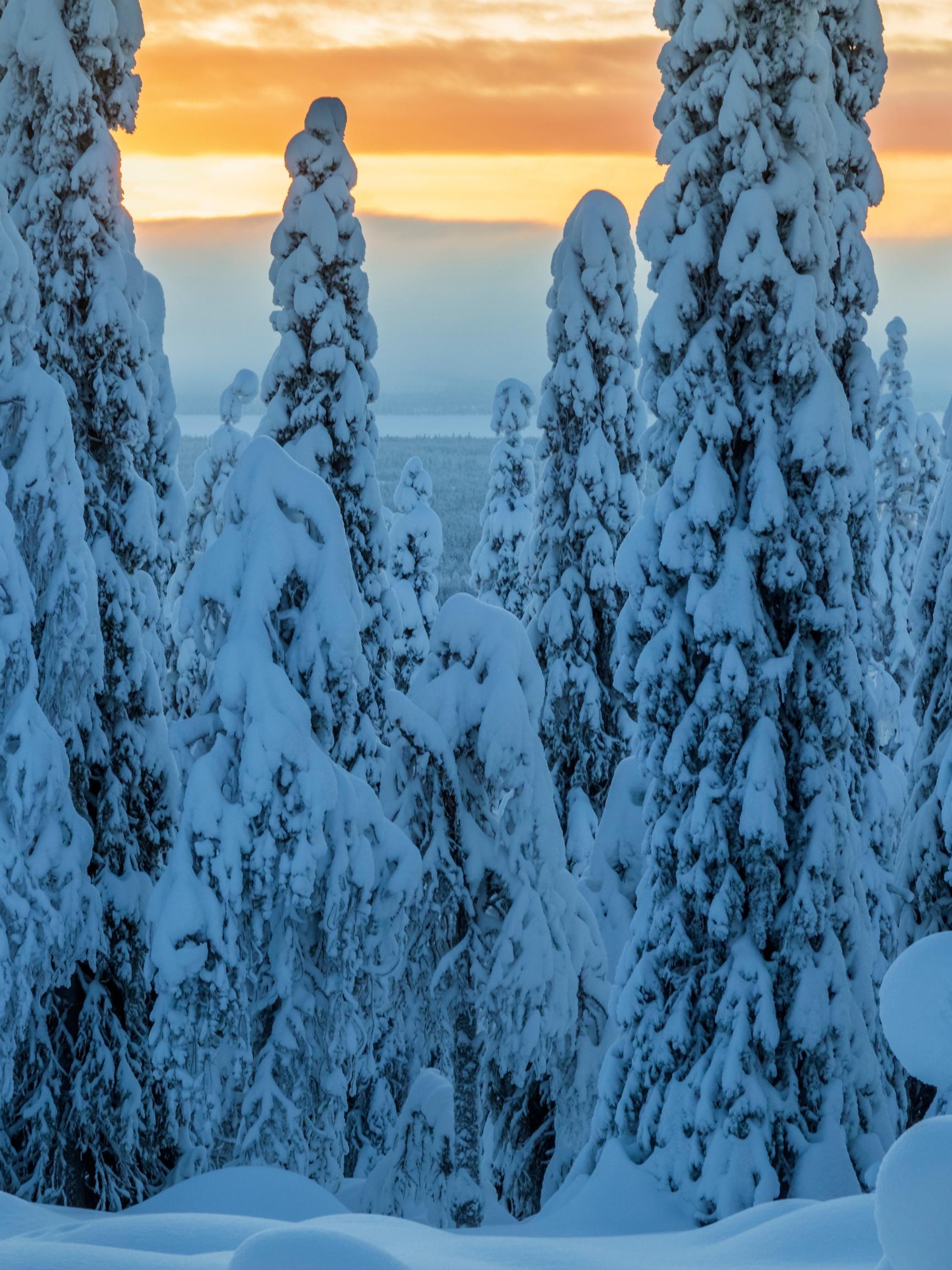 Korven kosmopoliitti – upea palokärki inspiroi itseään Gallén-Kallelaa