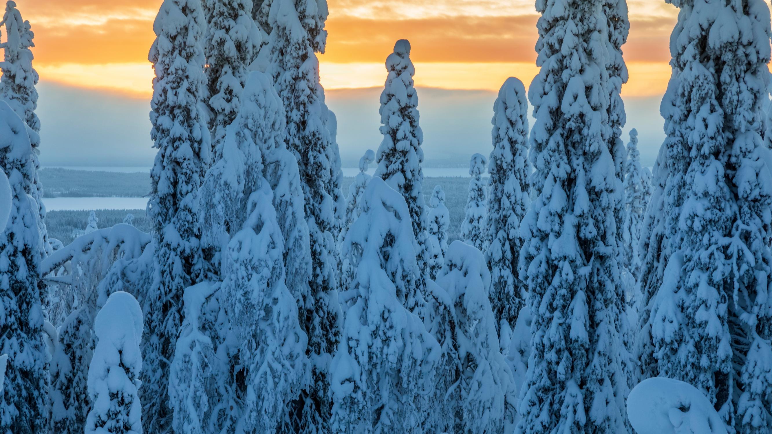 Korven kosmopoliitti – upea palokärki inspiroi itseään Gallén-Kallelaa