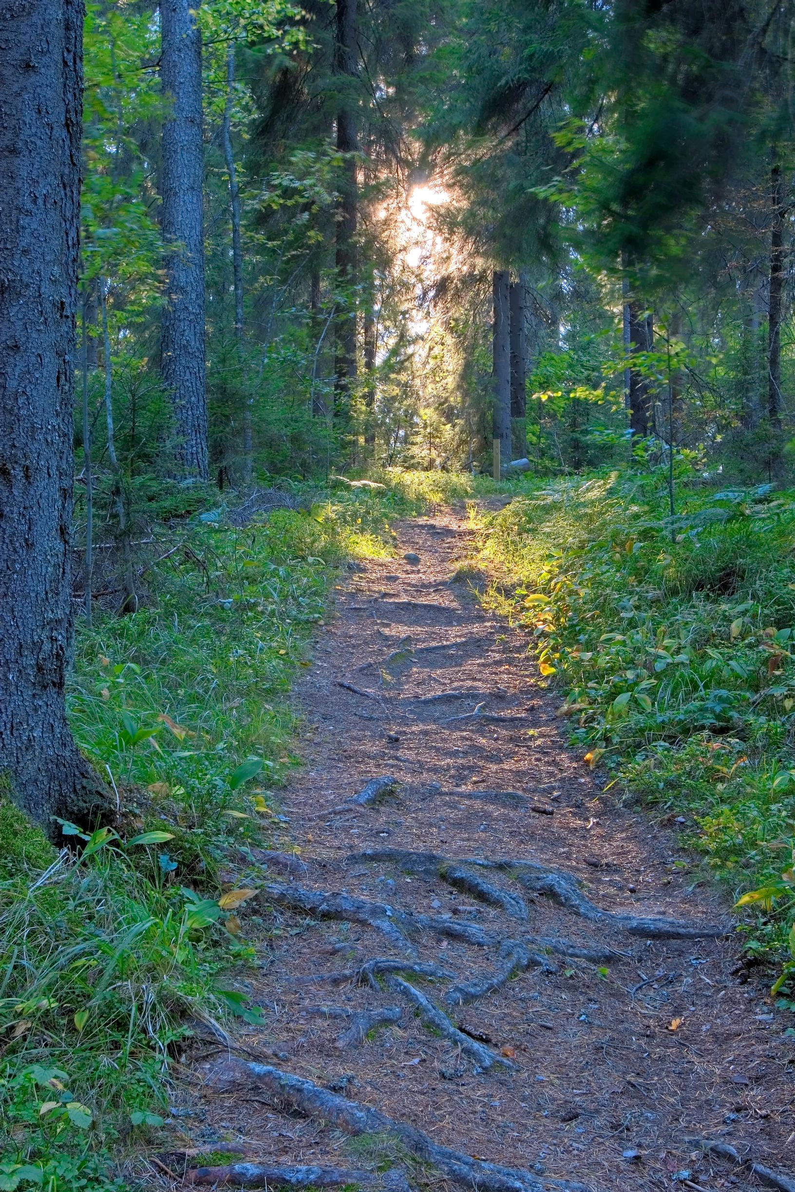 Polku alkaa syntyä jo muutaman kymmenen askeltajan jälkeen.