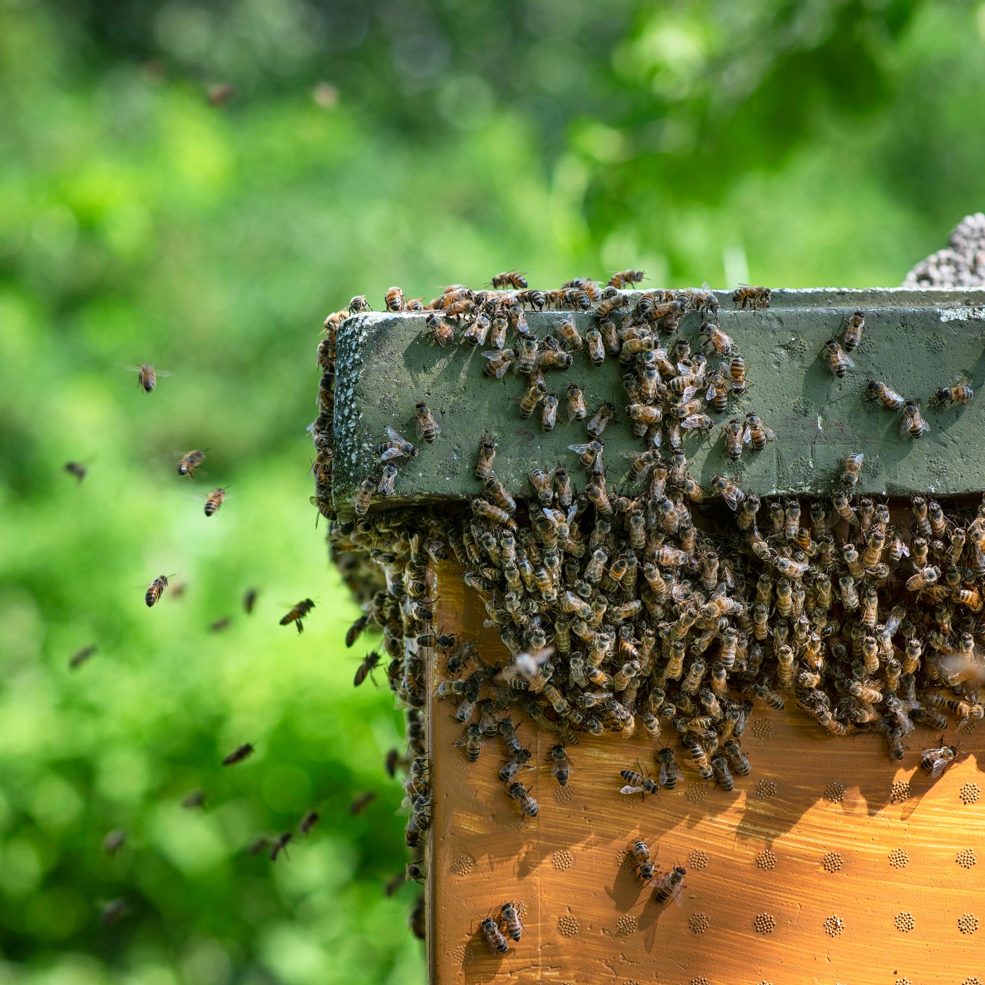 Mehiläisten pölytyspalvelu moninkertaistaa sadon – Yhdysvalloissa se on tarhaajille suurempi tulonlähde kuin hunaja – Miksi ei Suomessa?