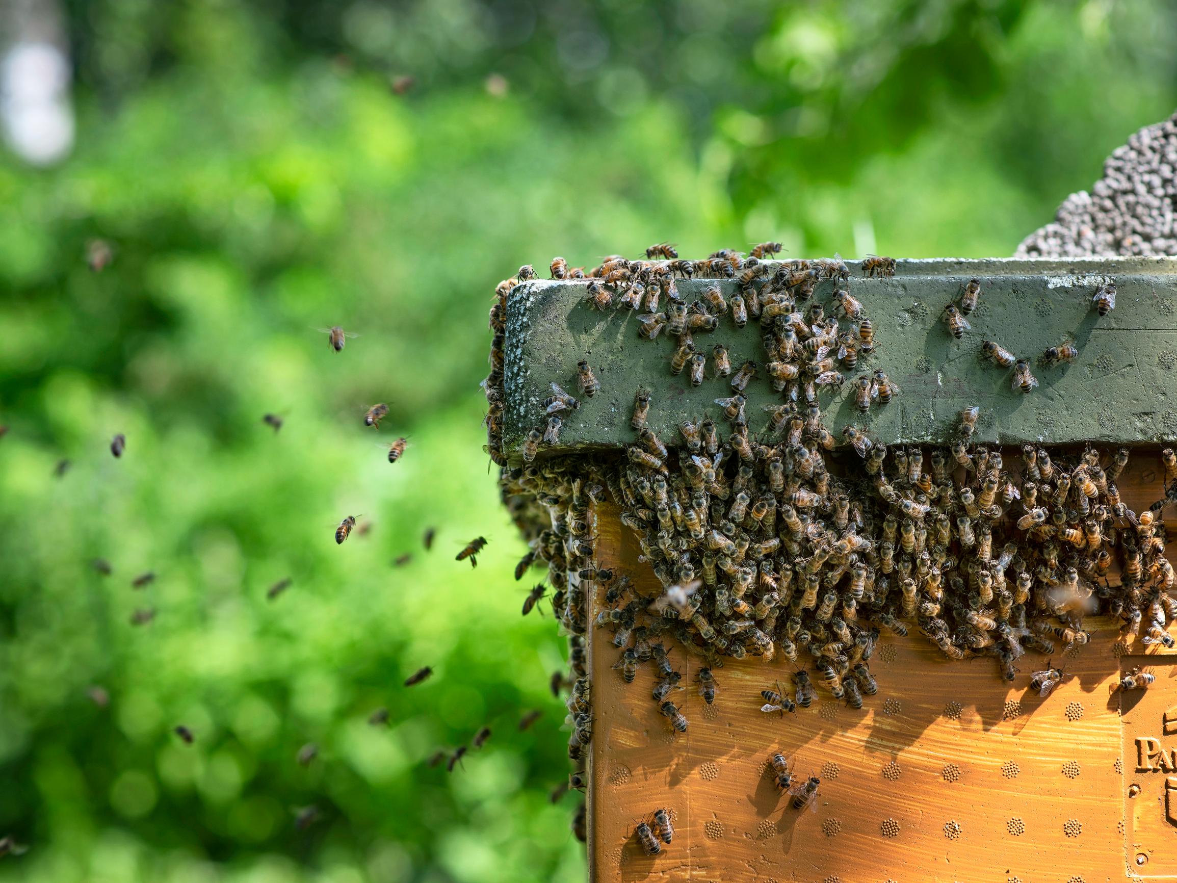 Mehiläisten pölytyspalvelu moninkertaistaa sadon – Yhdysvalloissa se on tarhaajille suurempi tulonlähde kuin hunaja – Miksi ei Suomessa?