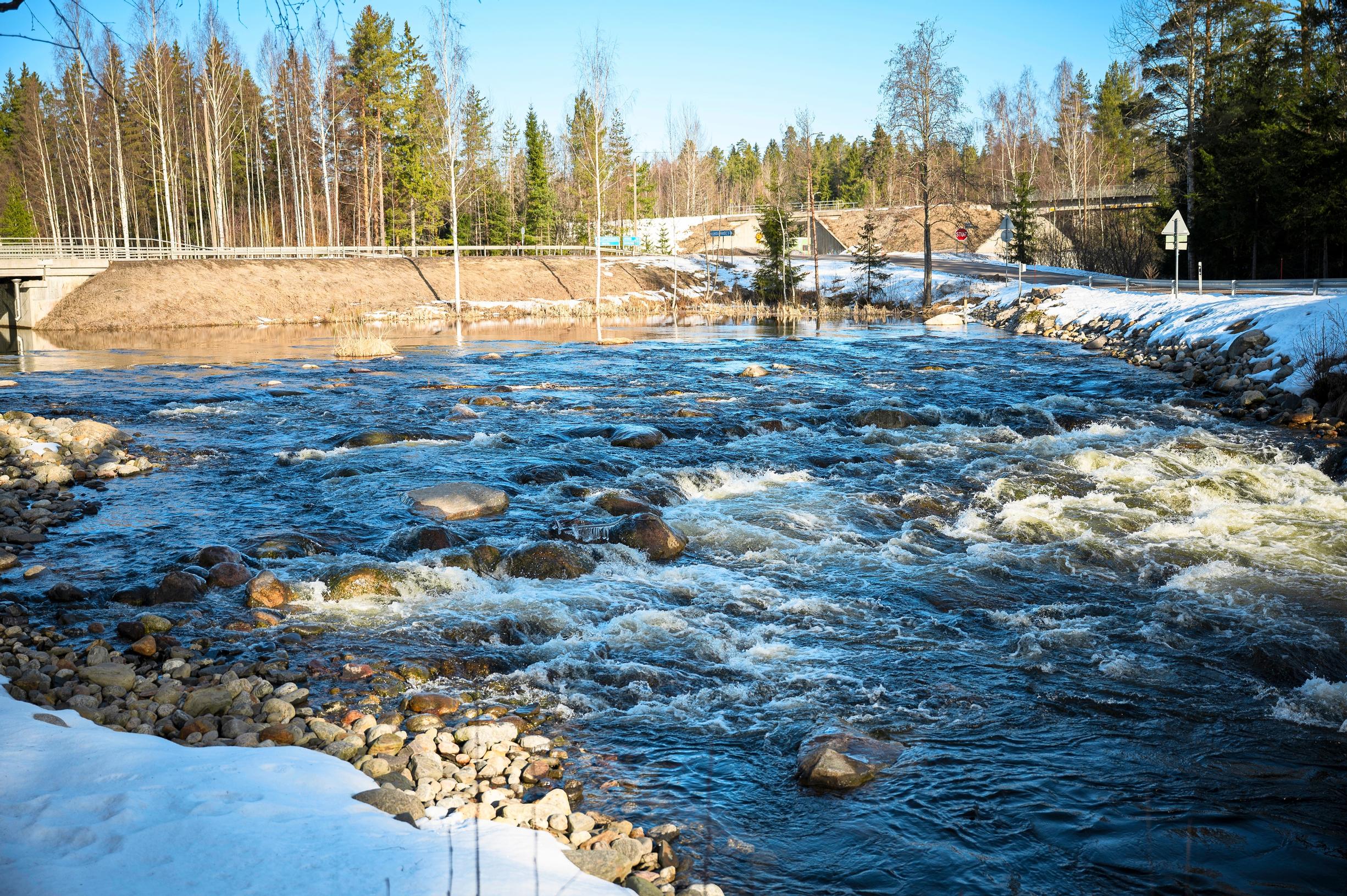 Hiitolanjoen ennallistamisessa ei ole kyse vain järvilohista vaan ennallistaminen hidastaa luontokatoa yhtä lajia laajemminkin.