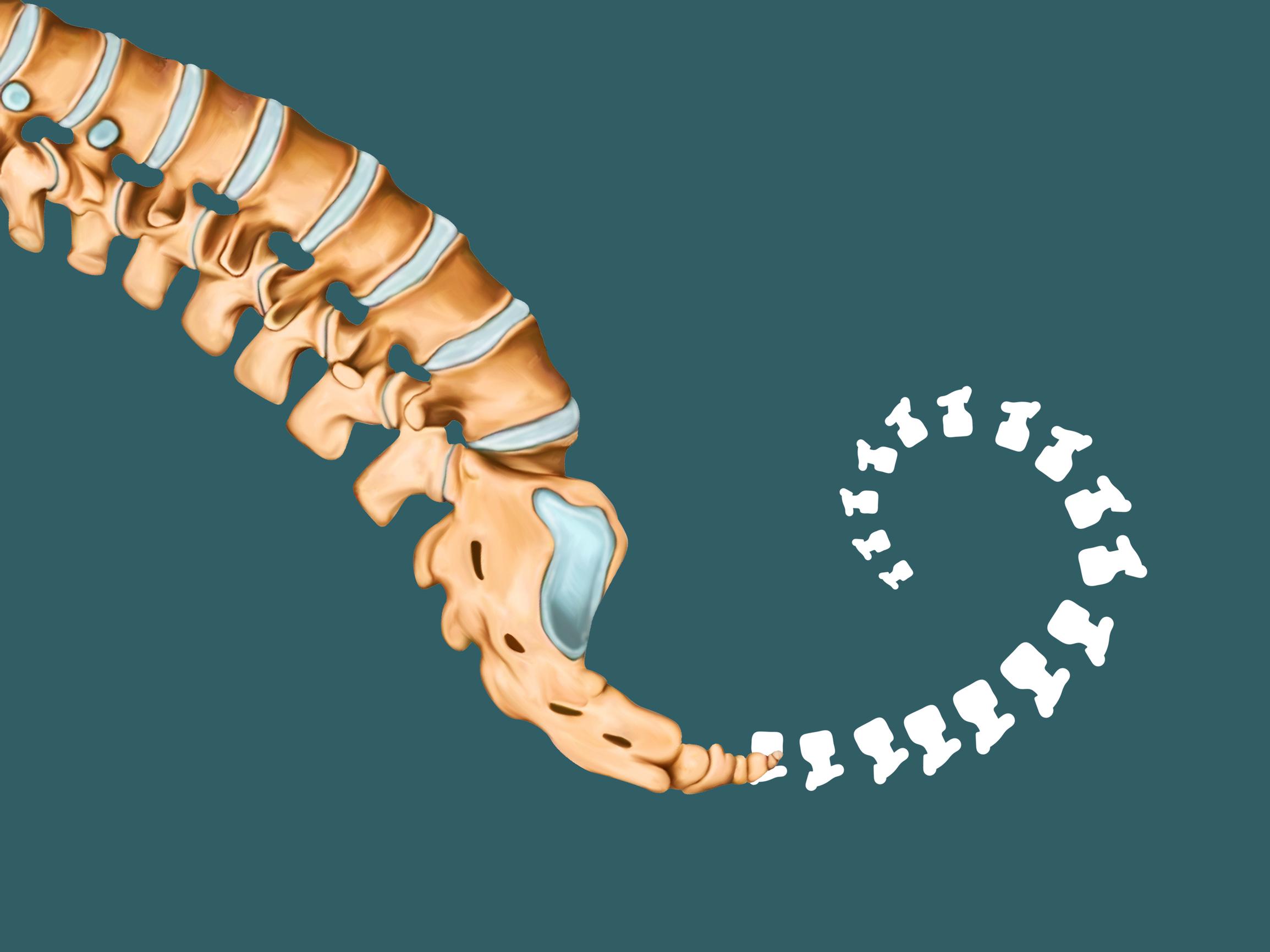 Esivanhempiemme häntä katosi 25 miljoonaa vuotta sitten, eikä kukaan tiedä miksi
