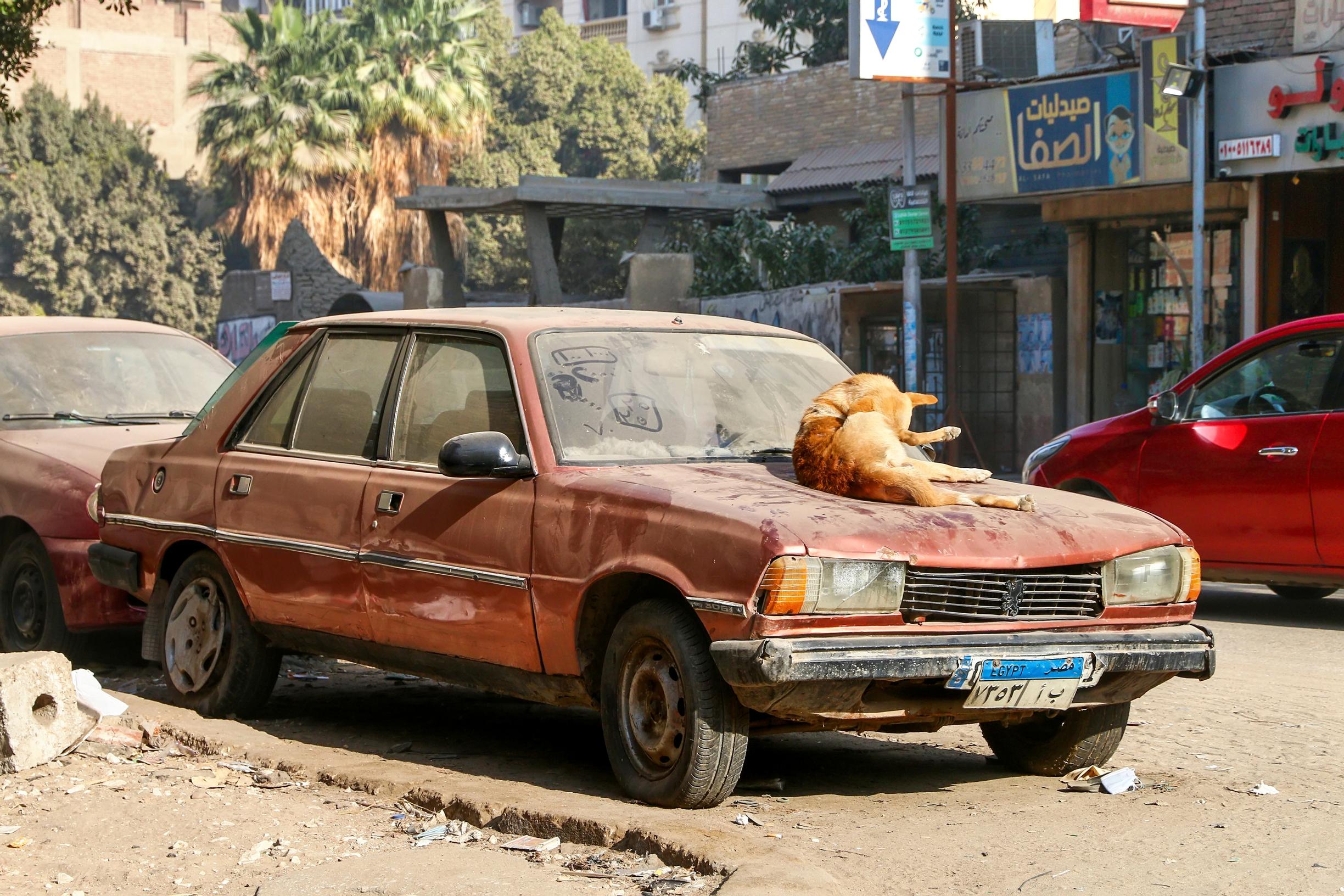 Peugeot 305 kuvattiin Egyptin auringossa huonossa hapessa, mutta se ei haittaa kissaa, joka lämmittelee sen konepellillä.