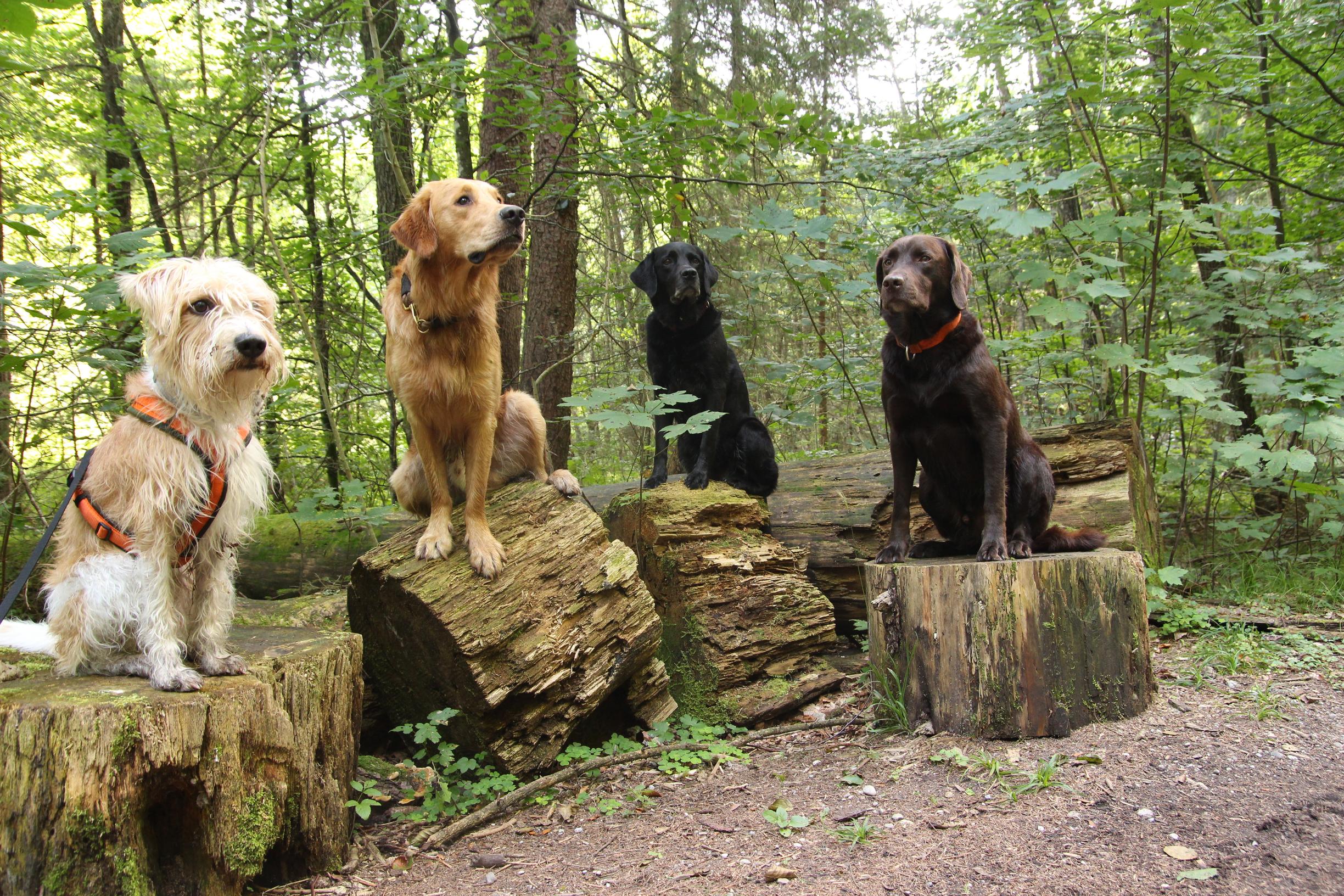 Päivän Apu 22.4.2019: Koirien jalostus ja hoito muuttuvat yhä tieteellisemmiksi 