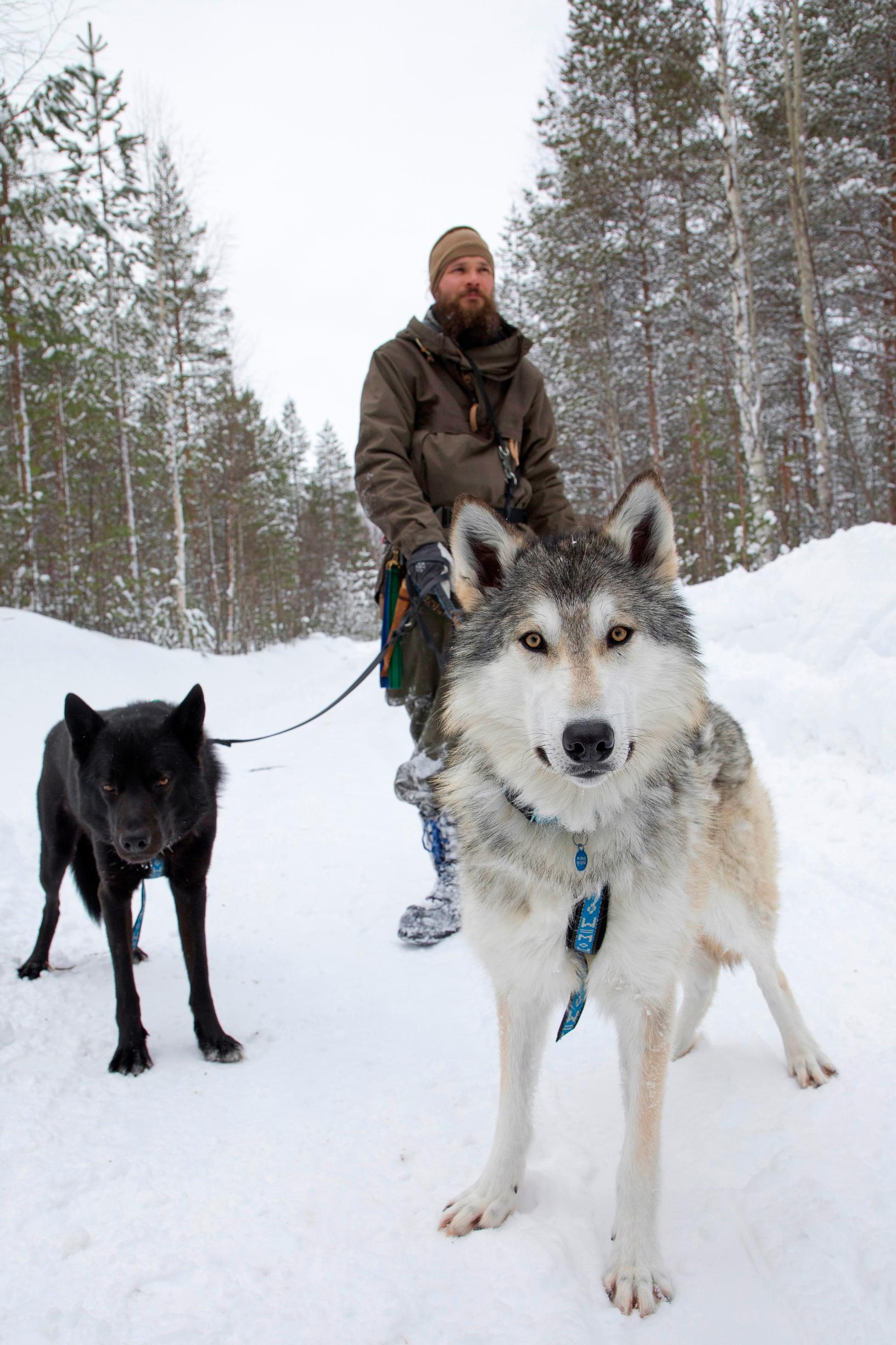 Ranualta löytyy koirasusien valtakunta