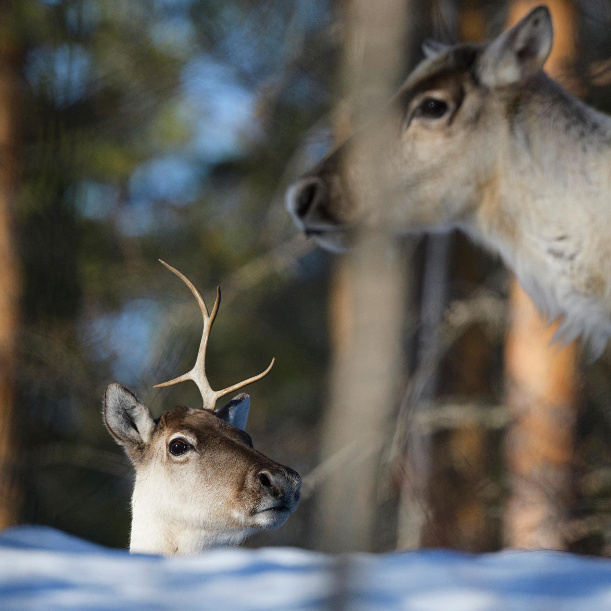 Metsäpeurat ovat joutuneet ahtaalle Kainuussa – Niitä vuosia seurannut Antti Haataja tietää syyn