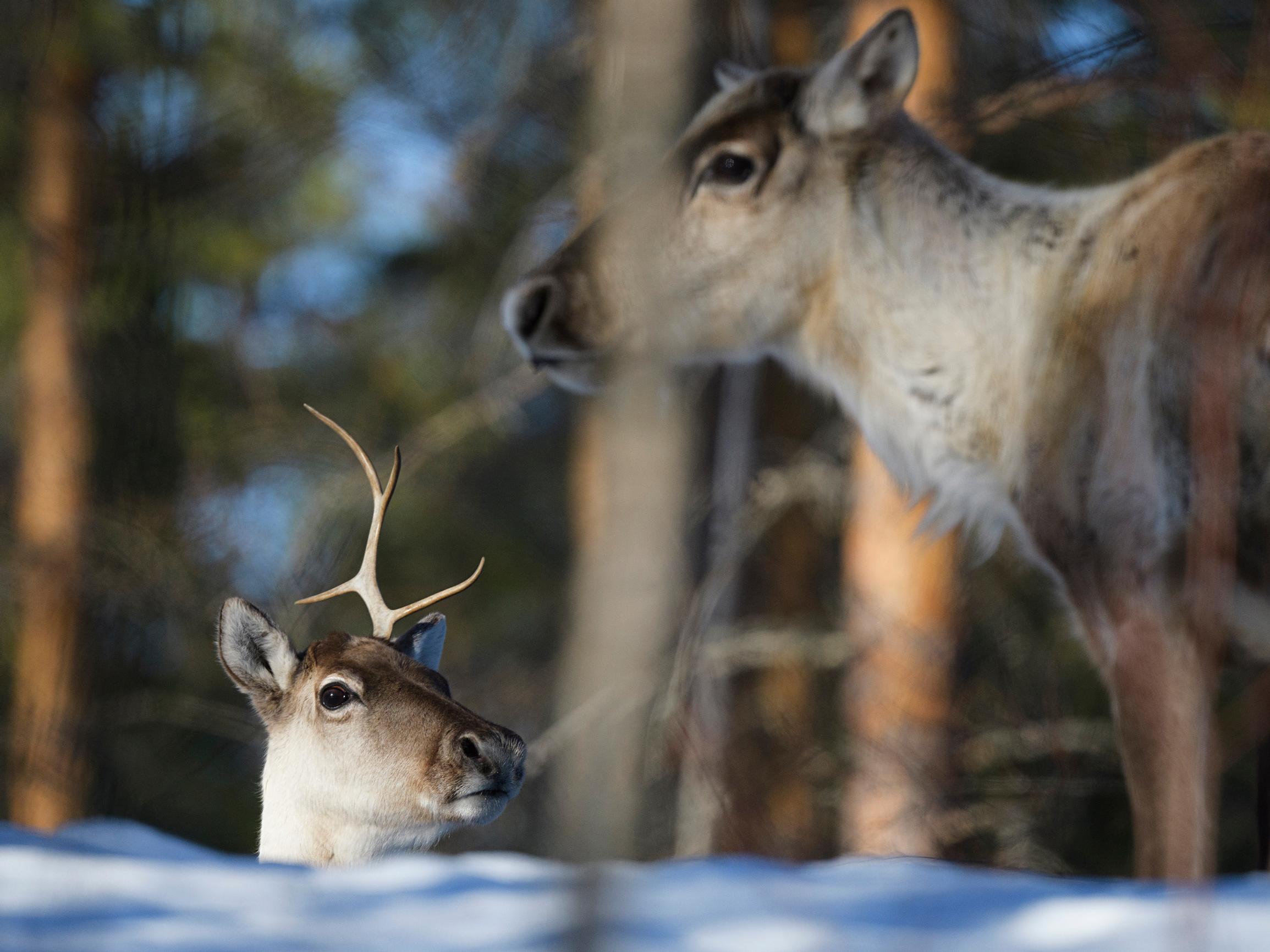 Metsäpeurat ovat joutuneet ahtaalle Kainuussa – Niitä vuosia seurannut Antti Haataja tietää syyn