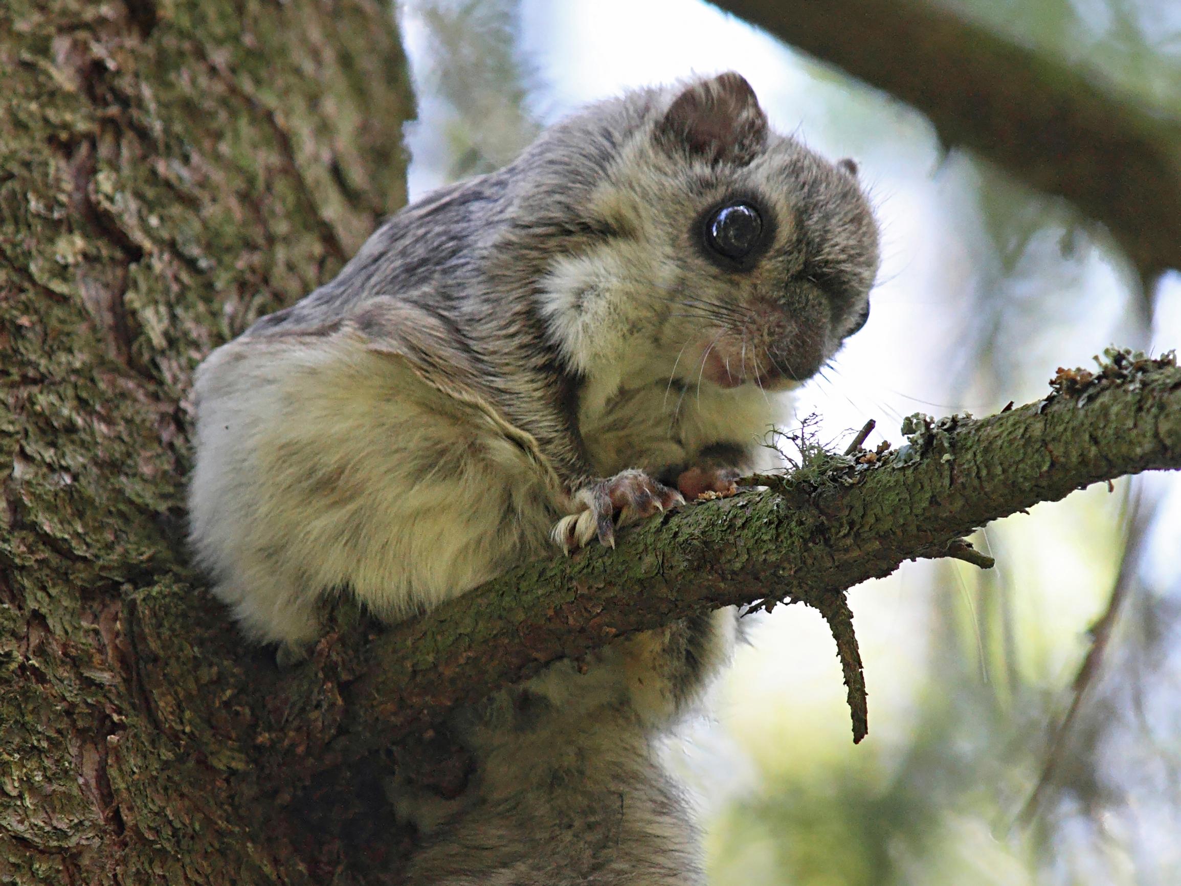 Liito-oravasta puhutaan paljon, mutta lajin tilanne on silti heikko