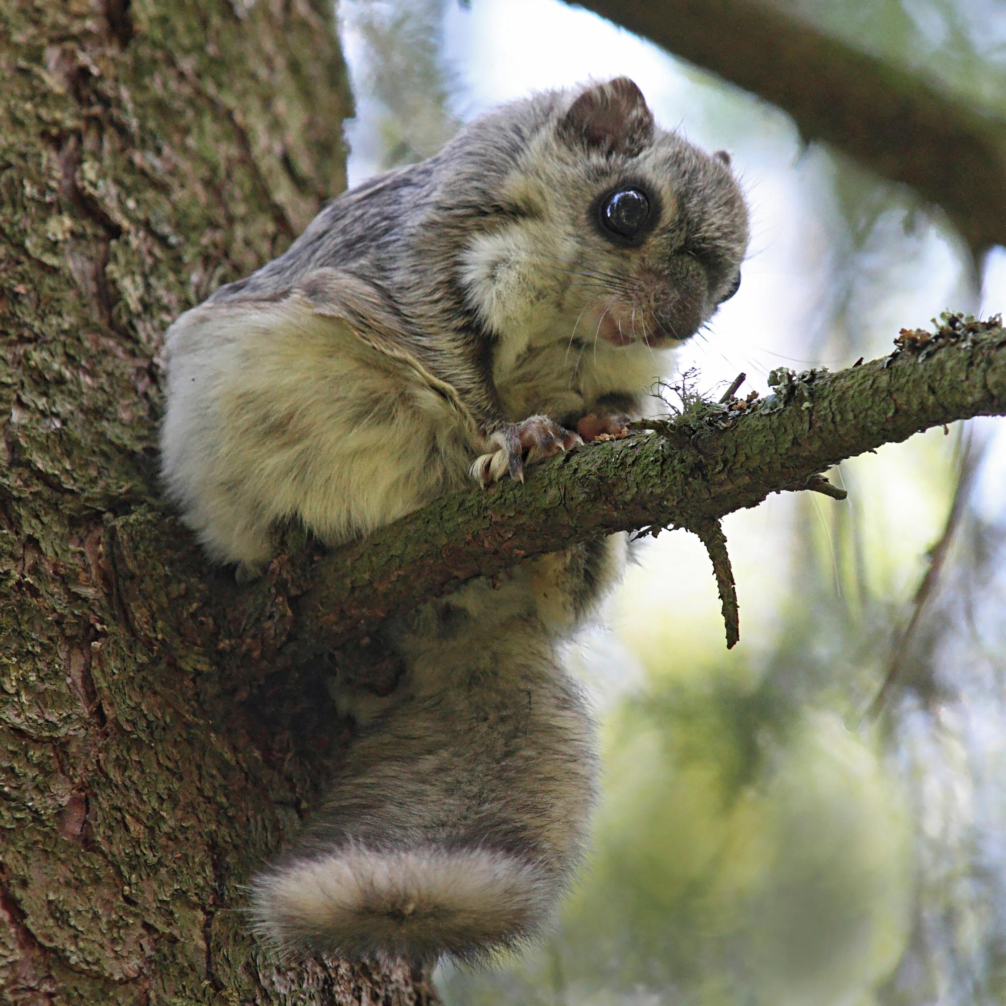 Liito-oravasta puhutaan paljon, mutta lajin tilanne on silti heikko