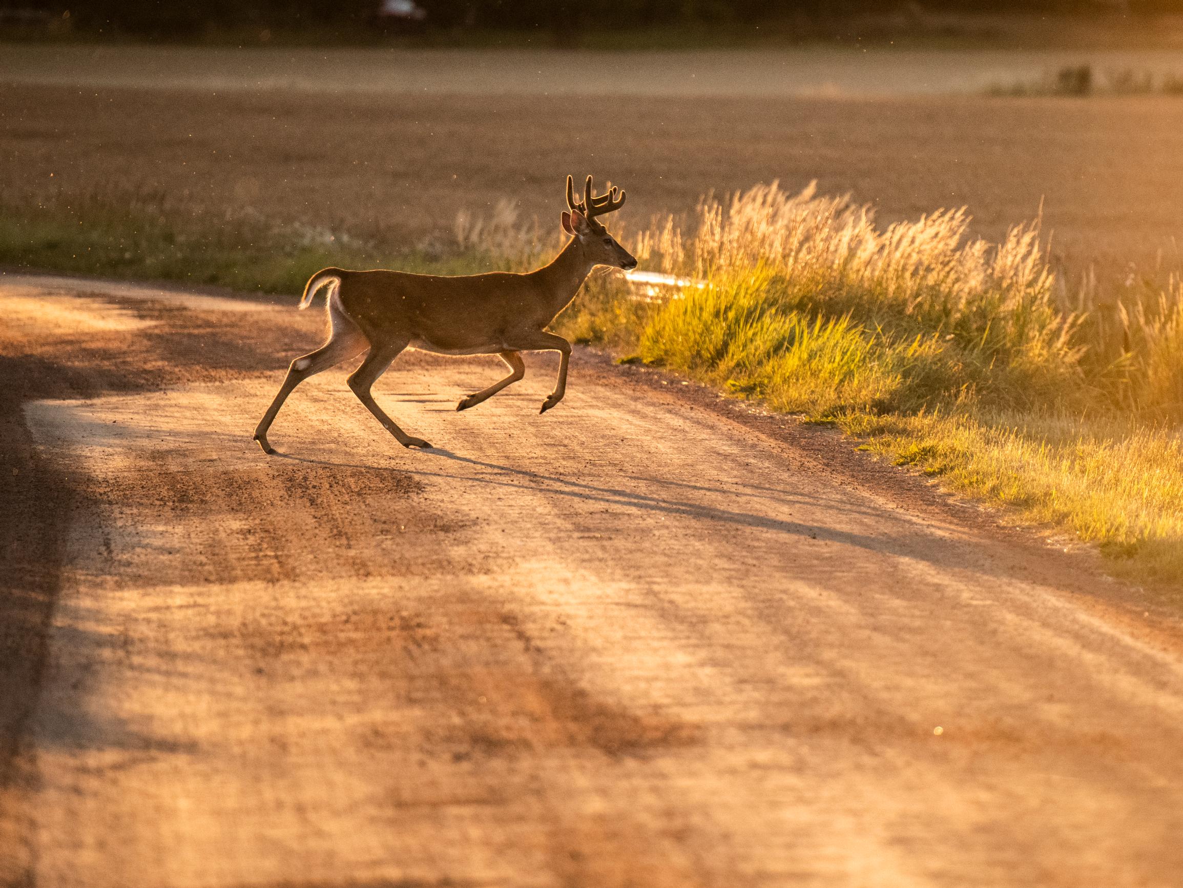 Vuoden pahin peurakolarisesonki on juuri alkamassa – Näin valkohäntäpeurasta tuli kolaritilastojen ykkönen