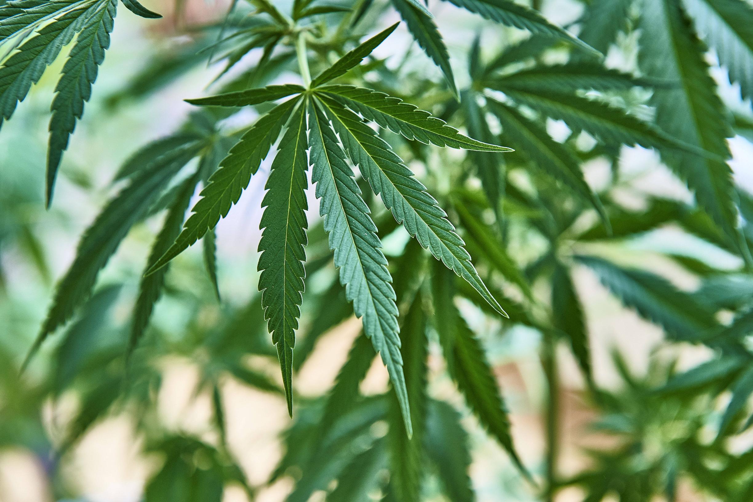 Kannabismyönteinen ilmapiiri on rantautunut Suomeen – ja se iskee etenkin nuoriin – Tästä on kyse