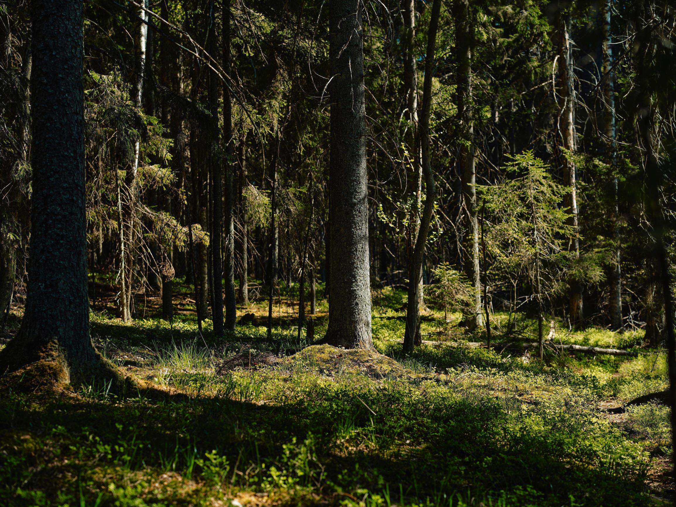 Nuuksion kansallispuiston vanhat metsät tarjoavat mäyrälle turvallisen elinympäristön. Tavallisesti Nuuksiossa myös sataa paljon, mikä takaa eläimille ravintoa.