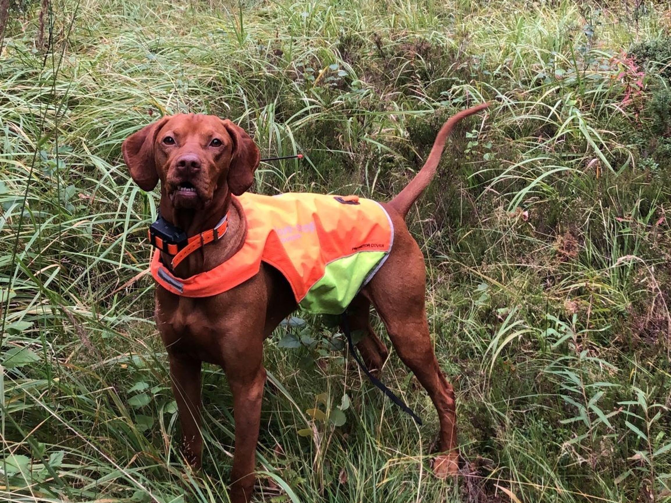 Sankarikoirien uroteot: Tauno pelasti vauvan kyyltä, Duca suojeli sudelta, Vinny hälytti apua lapsen tukehtuessa