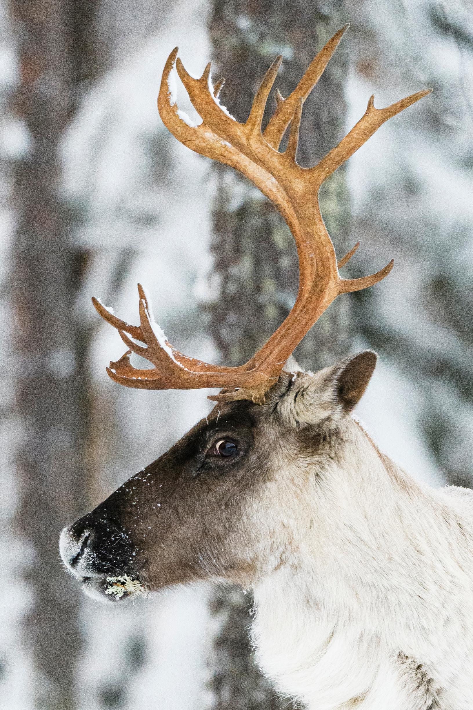 Metsäpeura hävisi Suomesta sukupuuttoon yli sata vuotta ­sitten, mutta palasi sotien jälkeen.