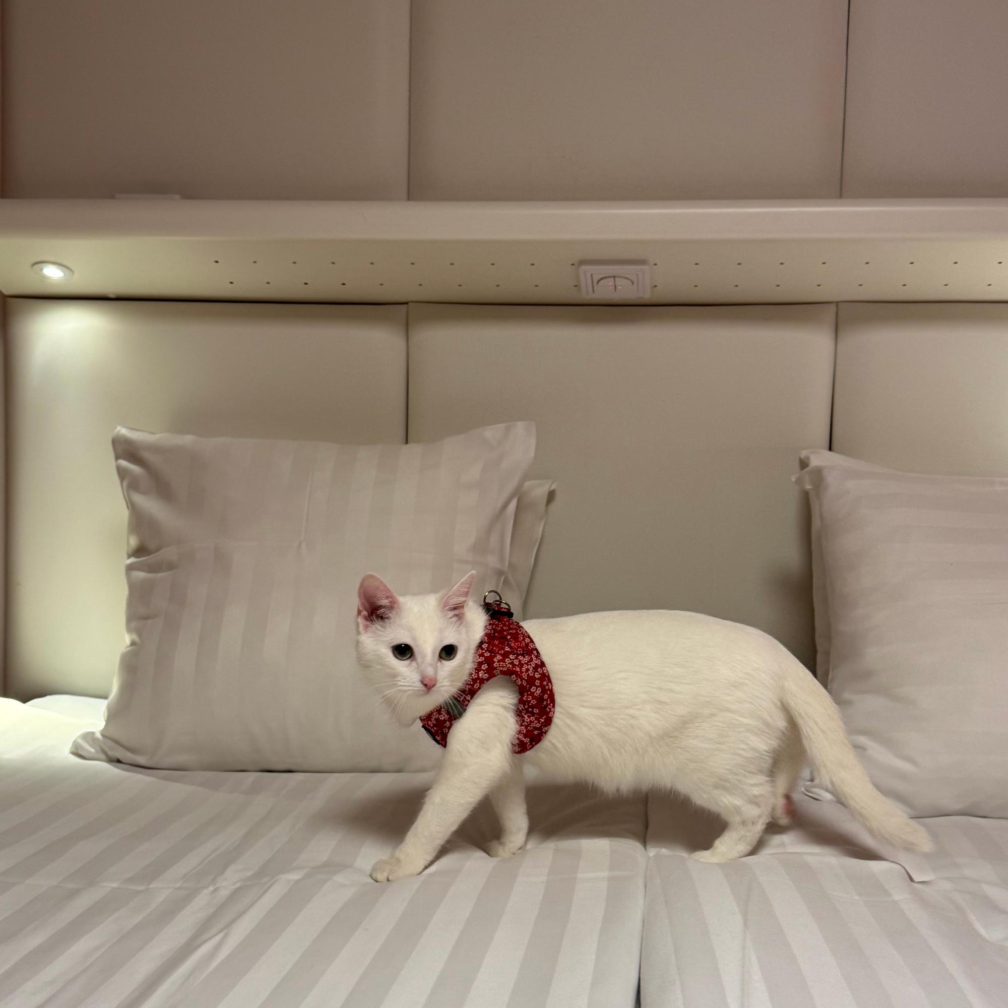 Mondo ja Maire-kissa testasivat: Omena-hotellien uudet lemmikkihuoneet ovat käytännöllinen vaihtoehto karvakaverin kanssa matkustavalle