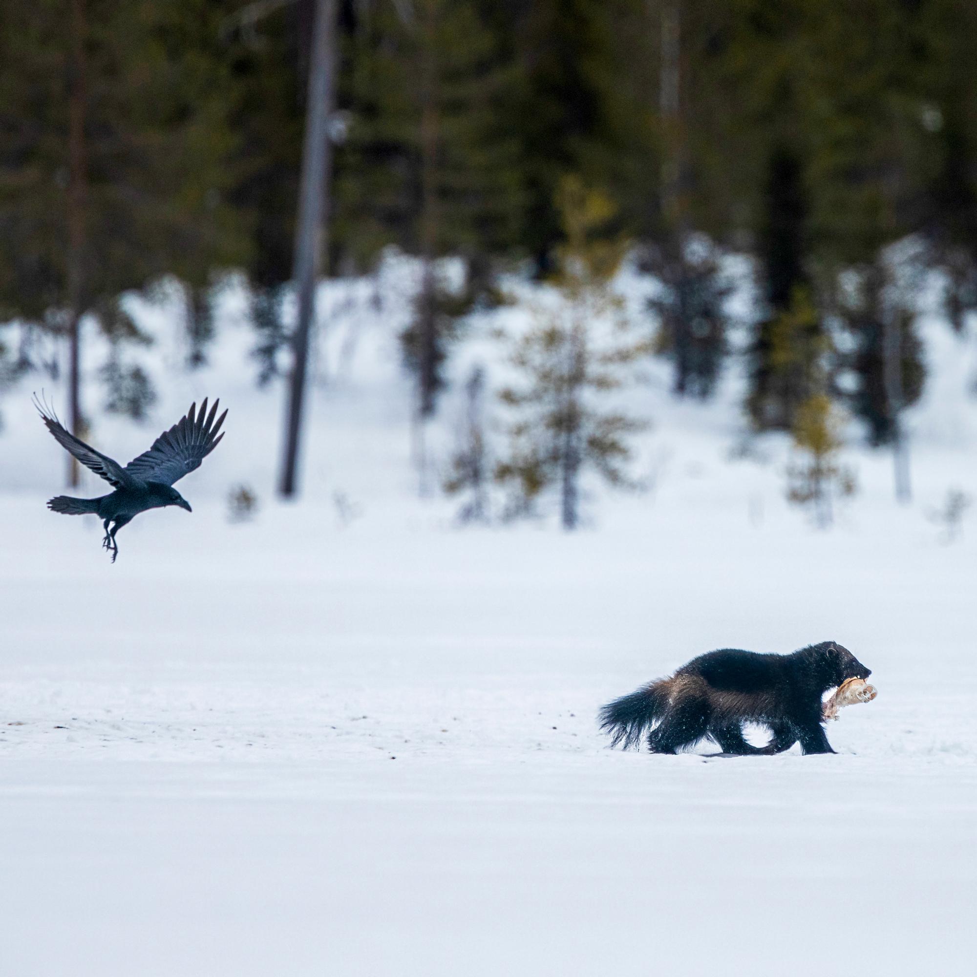 Tiesitkö, että voit kokea Suomen luontoa myös talvisafareilla? Niillä katsellaan komeita lintuja, joskus petoeläimiäkin