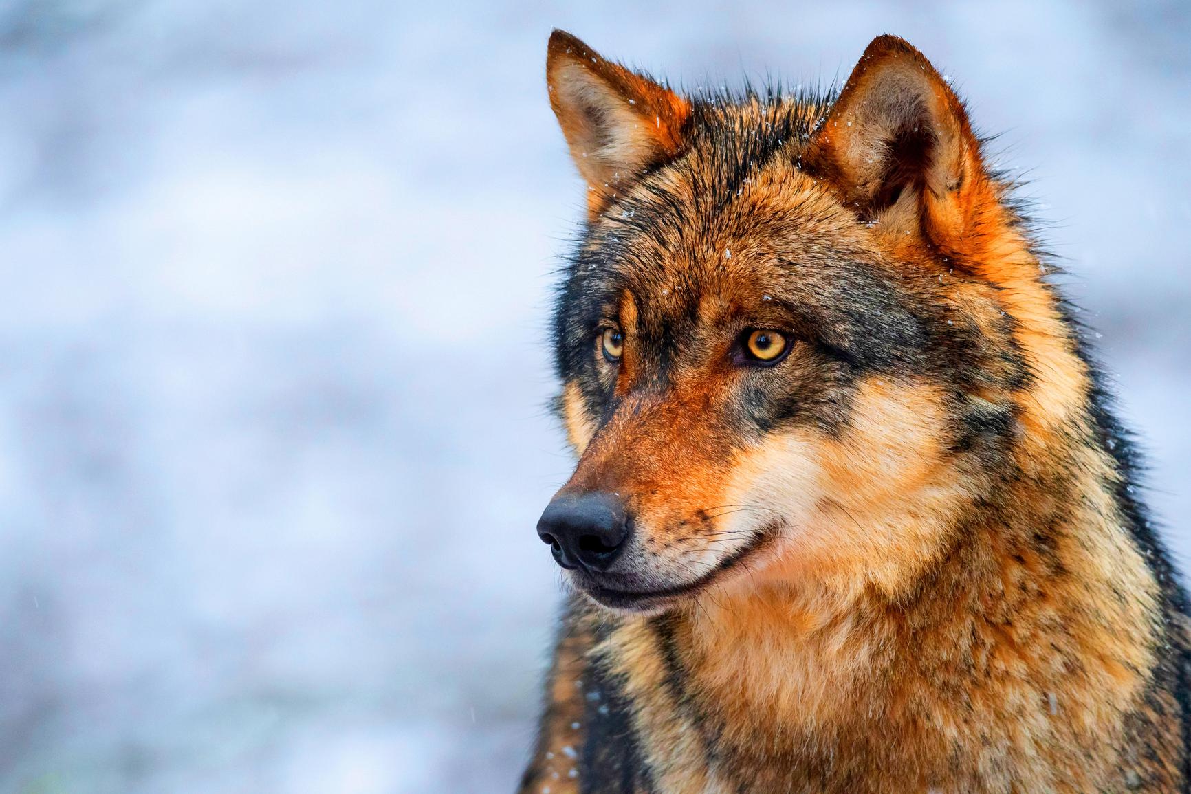 Susi poronhoitoalueella on mahdoton yhtälö Lapissa | Inari | Apu