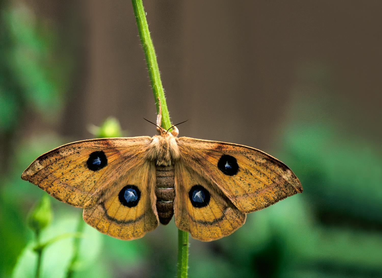 Kevään perhoset hämäävät ympäristöään | Apu