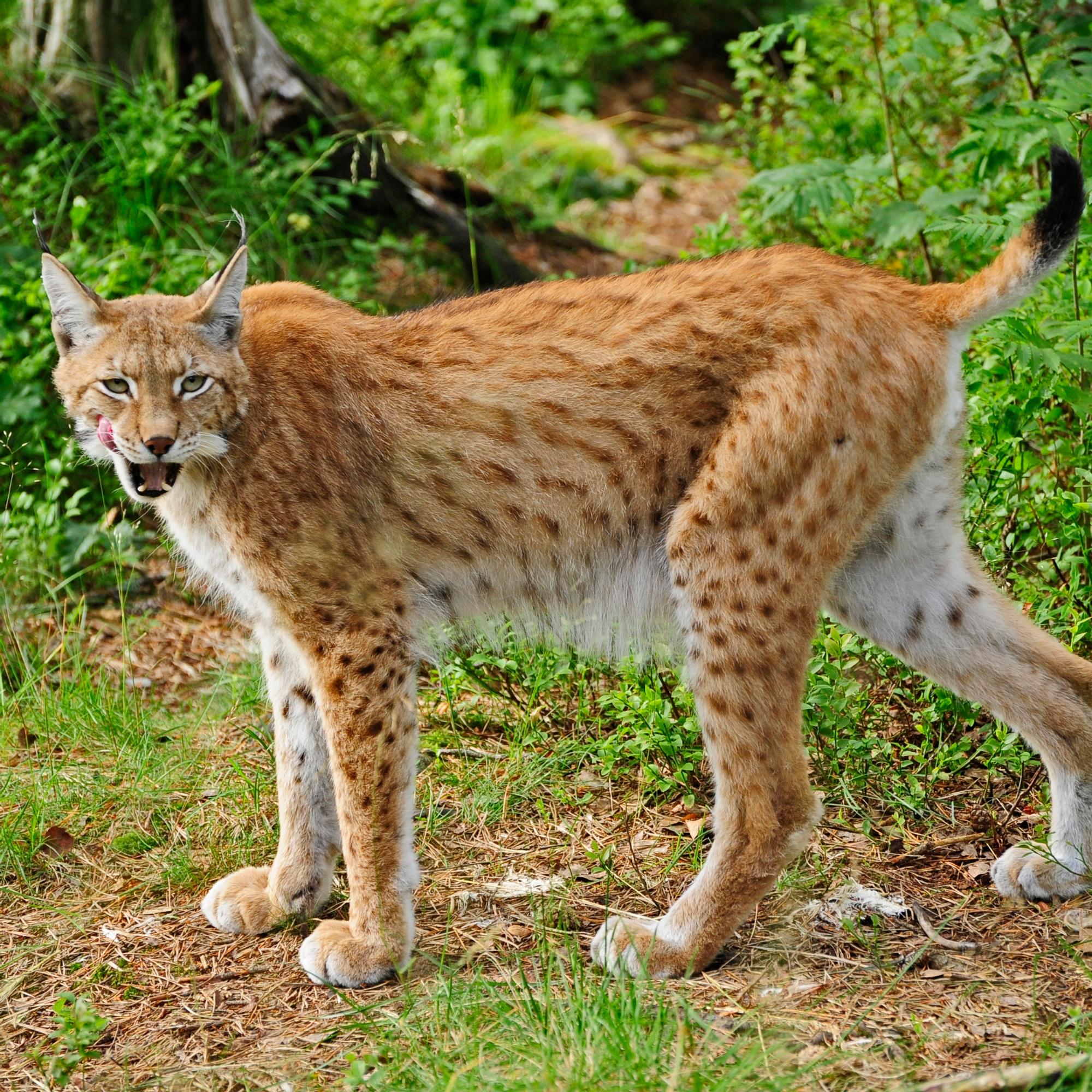 Ilves käyttää korvatupsujaan saalistamiseen – Näin salainen ase toimii