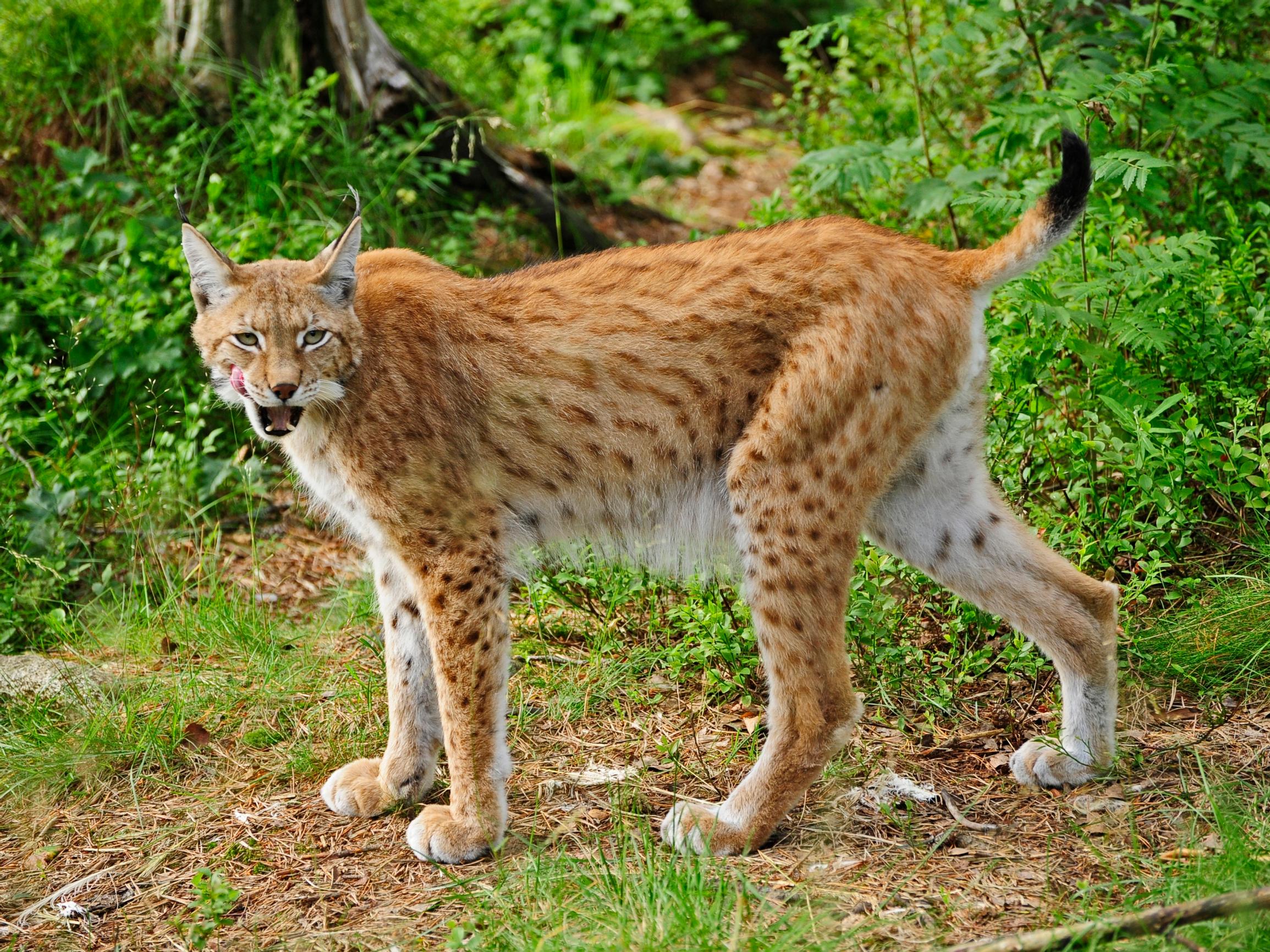 Ilves käyttää korvatupsujaan saalistamiseen – Näin salainen ase toimii