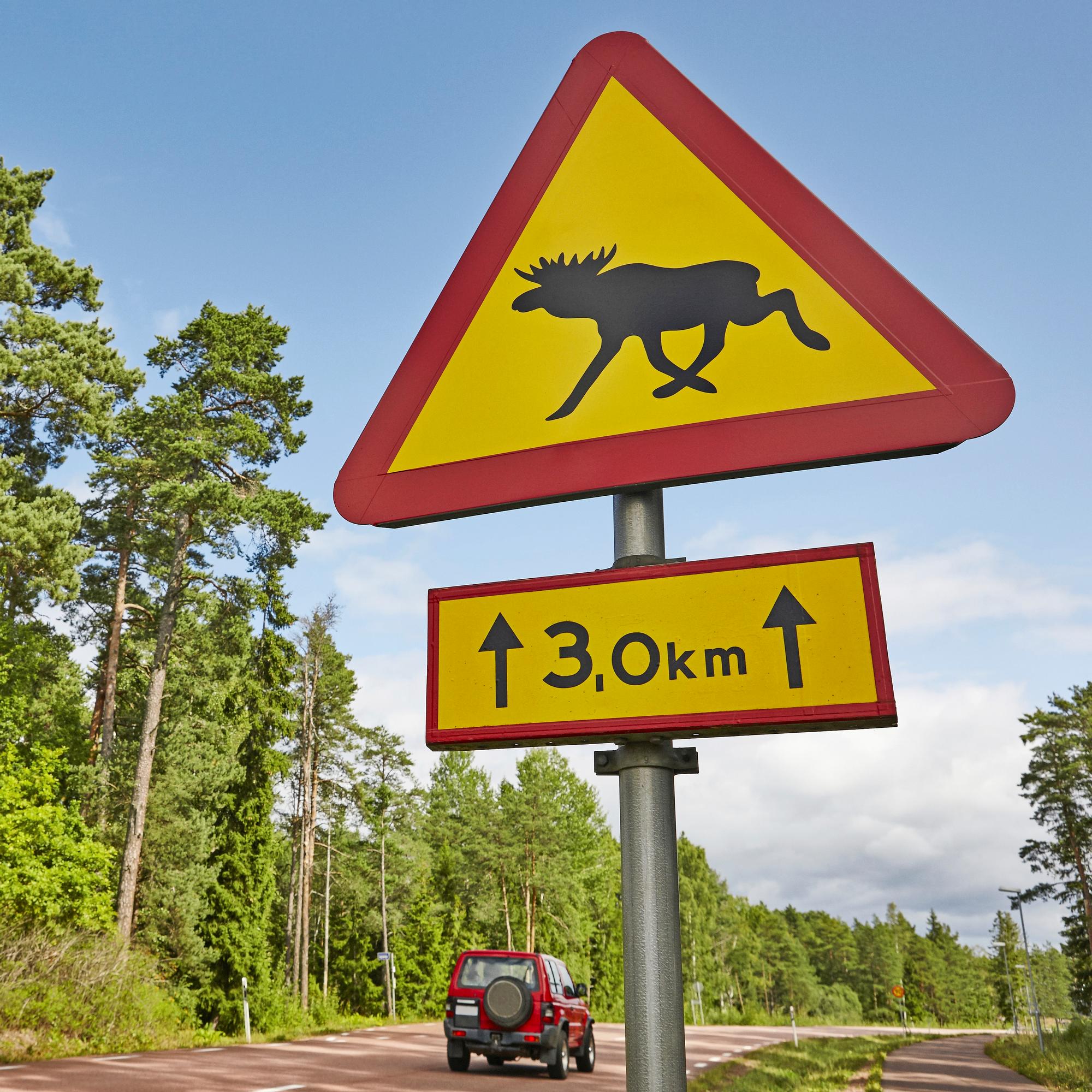 Juuri nyt on vuoden pahin riski joutua hirvikolariin – Asiantuntijan paras neuvo onnettomuuden välttämiseksi