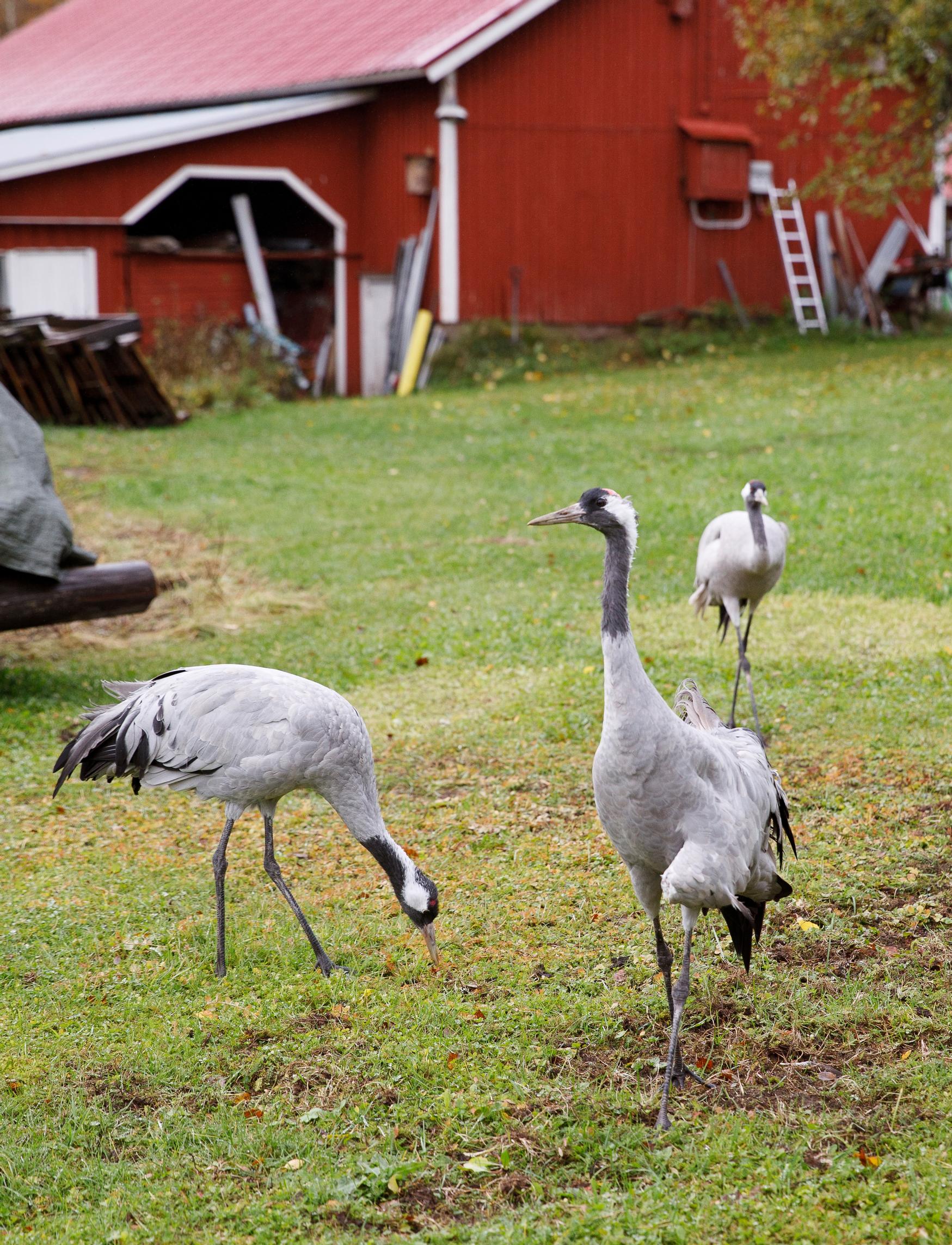 Siipirikko kurki Kookka ja muut Alhaisten hoidossa olevat linnut liikkuvat päivät vapaina pihapiirissä ja palaavat iltaisin navettaan nukkumaan.