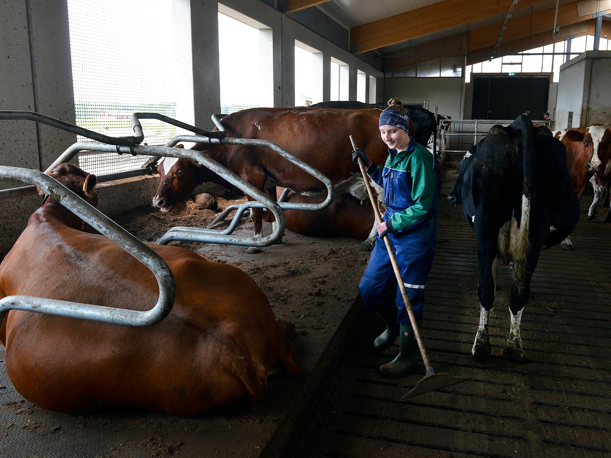 Maatalous ei ole muodikas ala, mutta nämä nuoret naiset työskentelevät navetassa – ”Joku osaa ranskaa, minä osaan puhua lehmää”