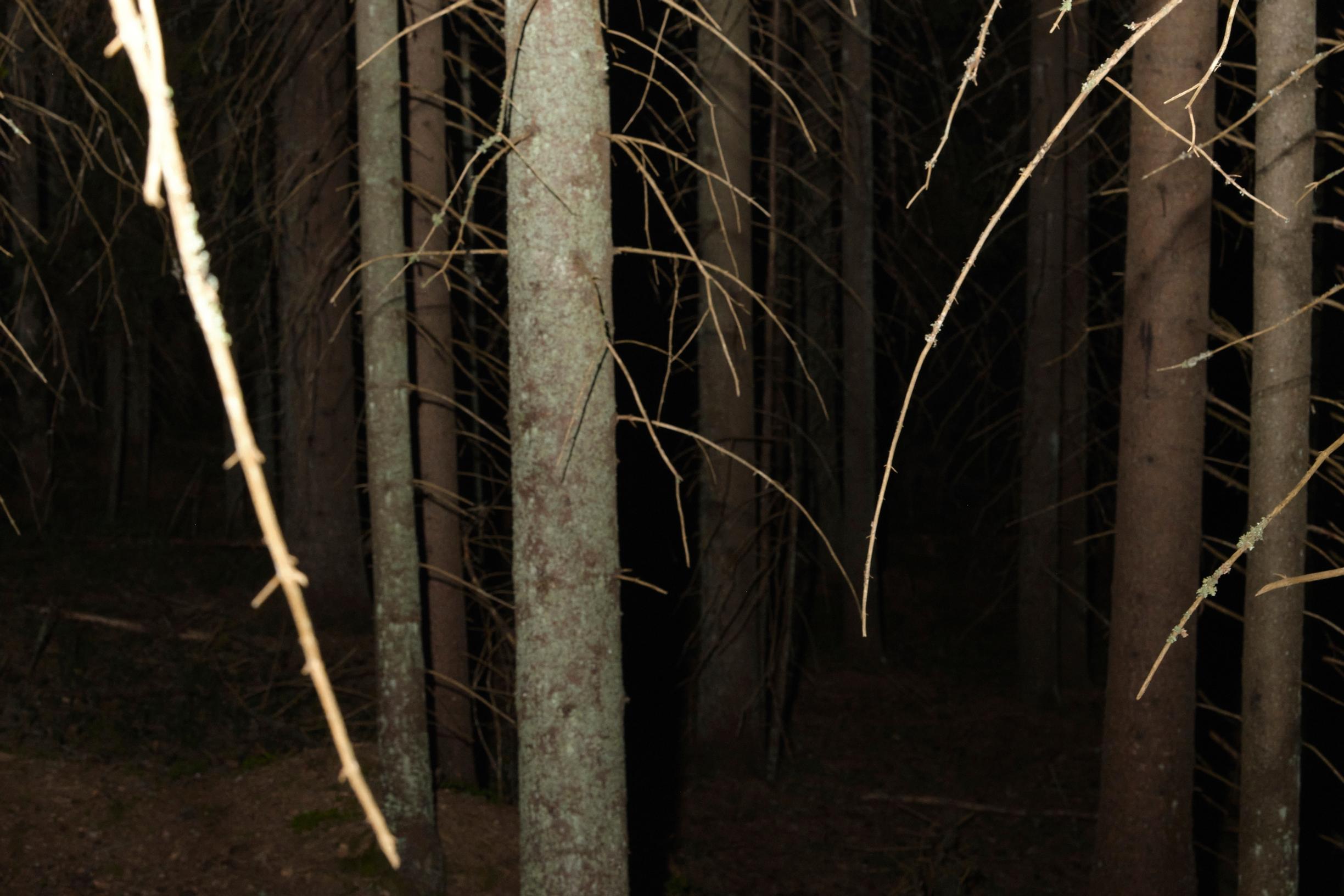 Aistit terävöityvät yöllisessä metsässä. Kuuluiko alarinteestä kahahdus? Kiiluvatko mäyrän silmät puiden lomassa?