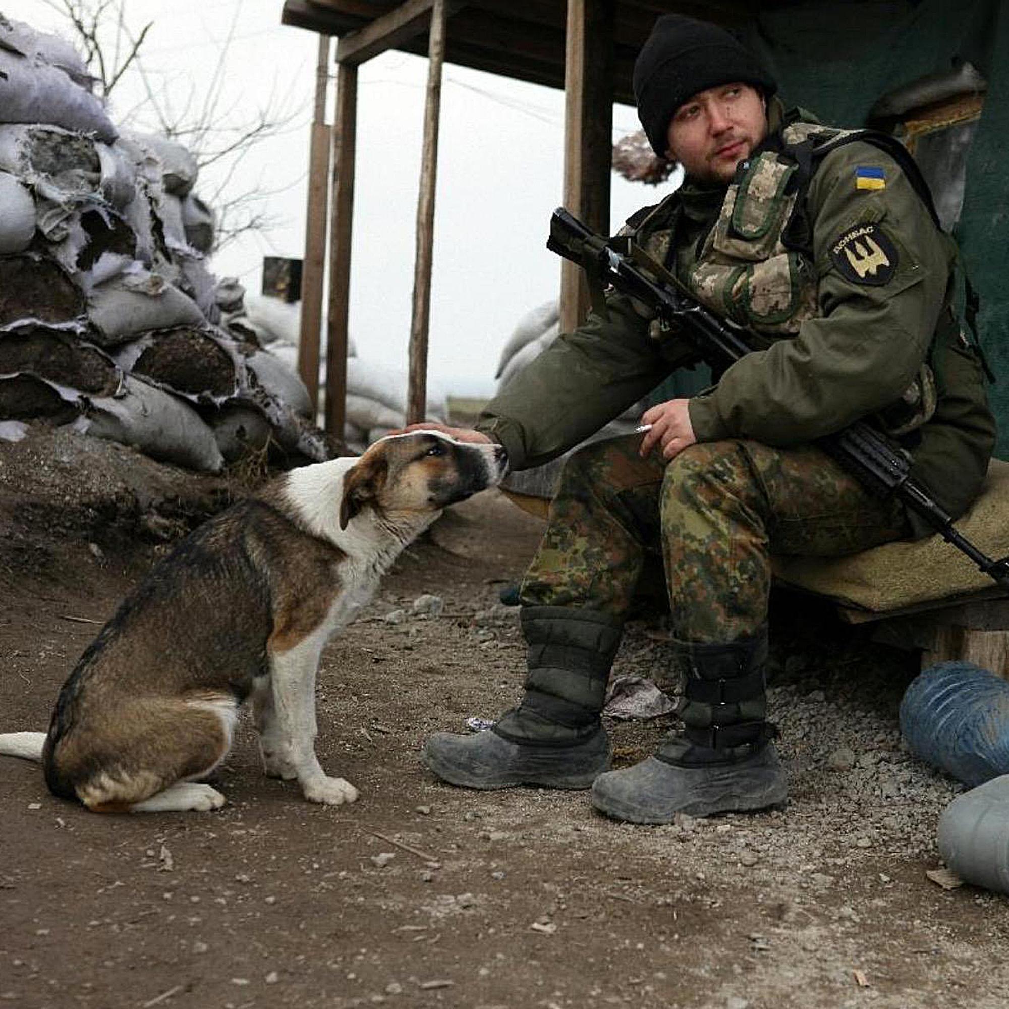 Ukrainassa hylätyt koirat hakeutuvat ihmisten luokse  saadakseen apua – Näin vapaaehtoiset pelastavat eläimiä etulinjassa