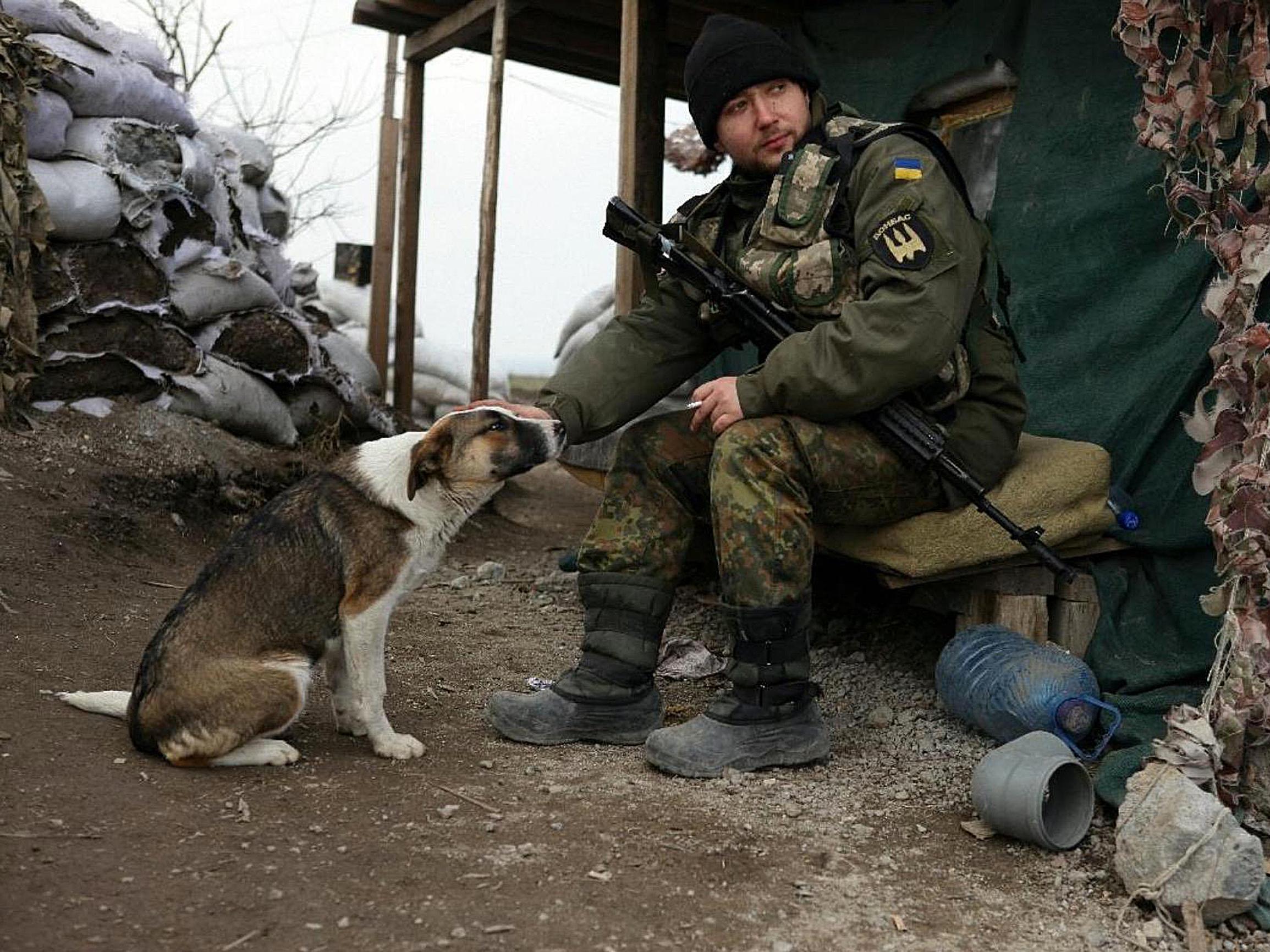 Ukrainassa hylätyt koirat hakeutuvat ihmisten luokse  saadakseen apua – Näin vapaaehtoiset pelastavat eläimiä etulinjassa