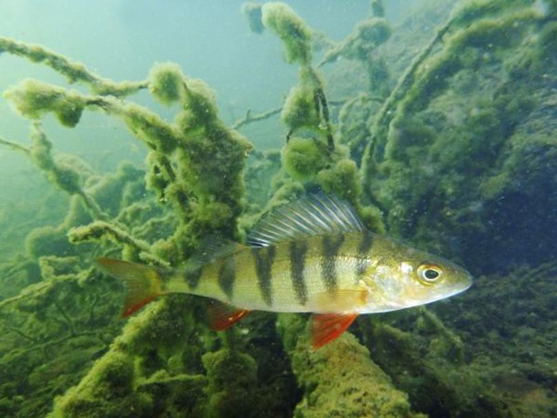 Ahven On Kaunis Kansalliskalamme Apu ahven-on-kaunis-kansalliskalamme-apu