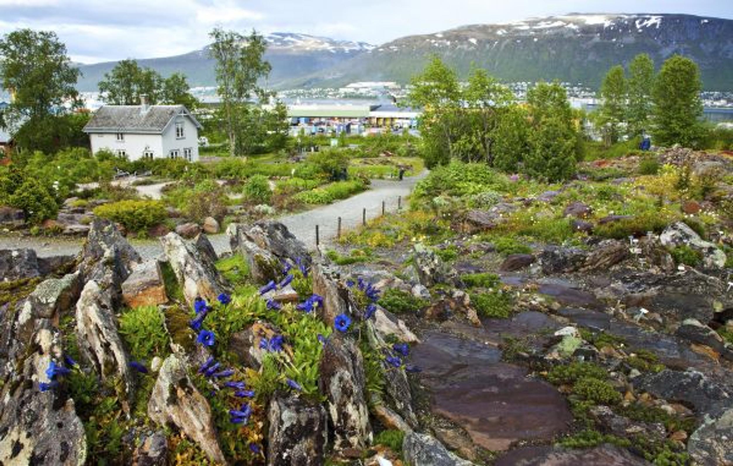 Valeunikko  tuo eksotiikkaa Pohjois-Norjaan