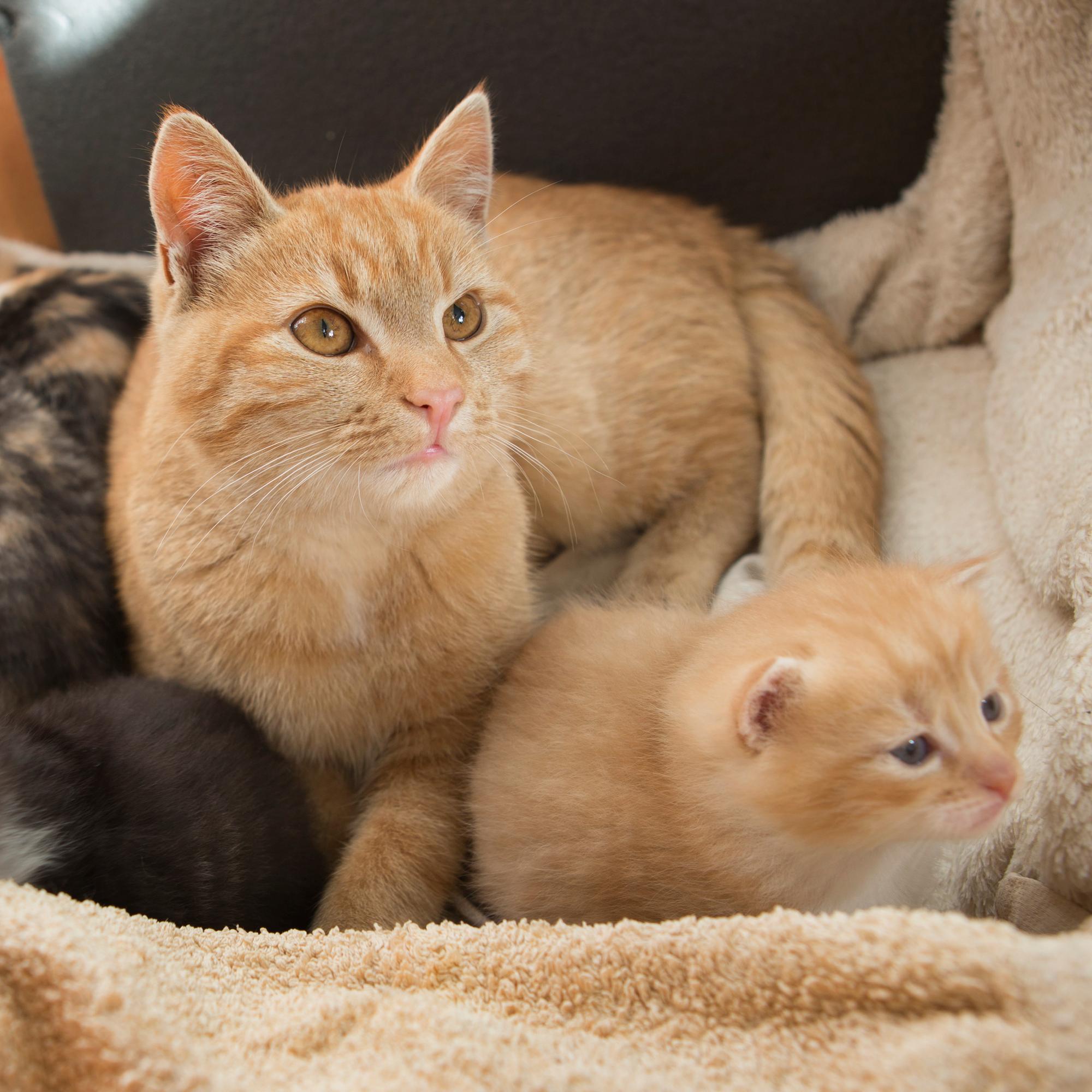 Sirun puuttumisesta jopa 5 000 euron maksu – Tuleva kissarekisteri velvoittaa sekä myyjää että ostajaa