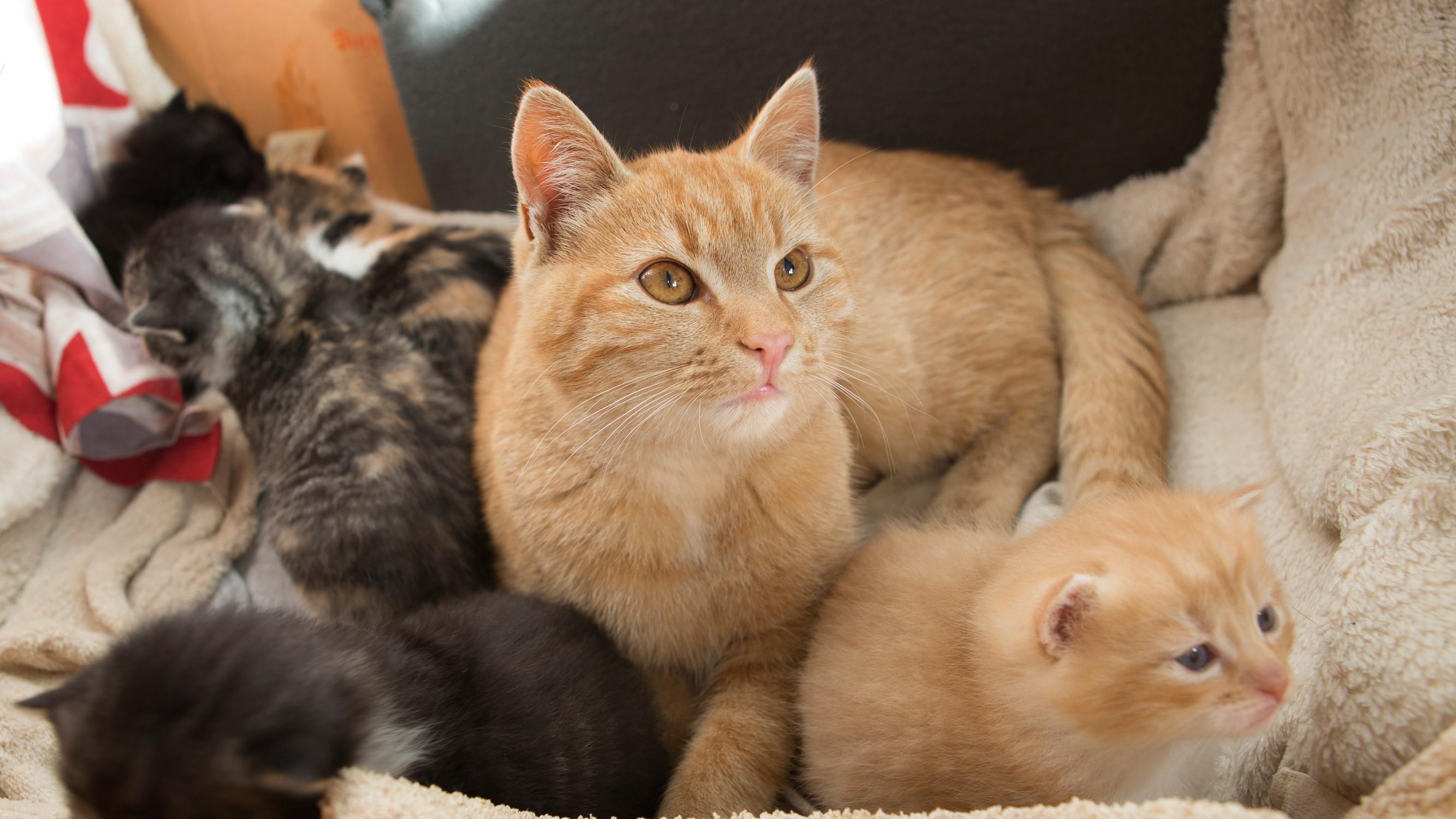 Sirun puuttumisesta jopa 5 000 euron maksu – Tuleva kissarekisteri velvoittaa sekä myyjää että ostajaa