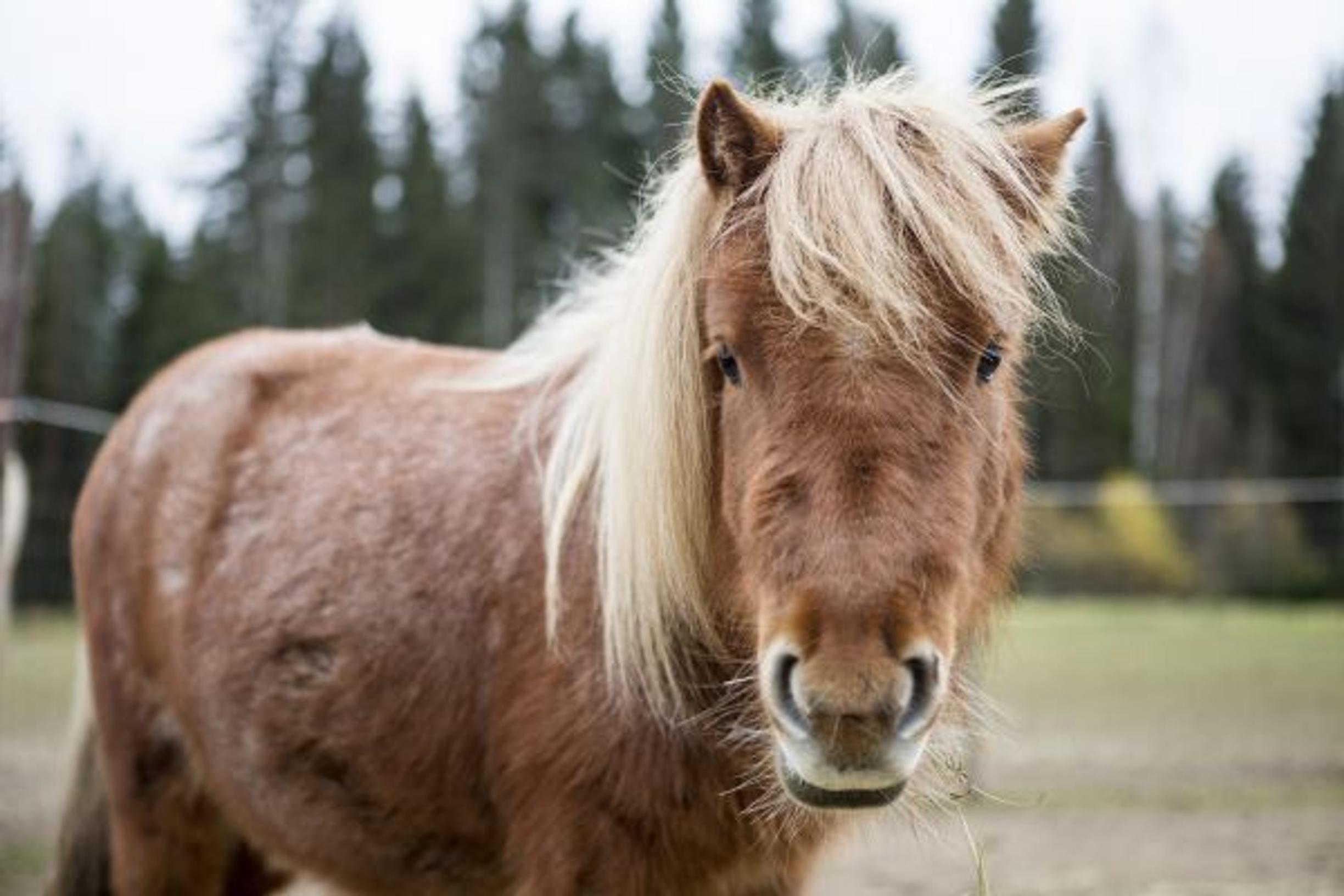 Suomen söpöin hevonen on suurperheen poika