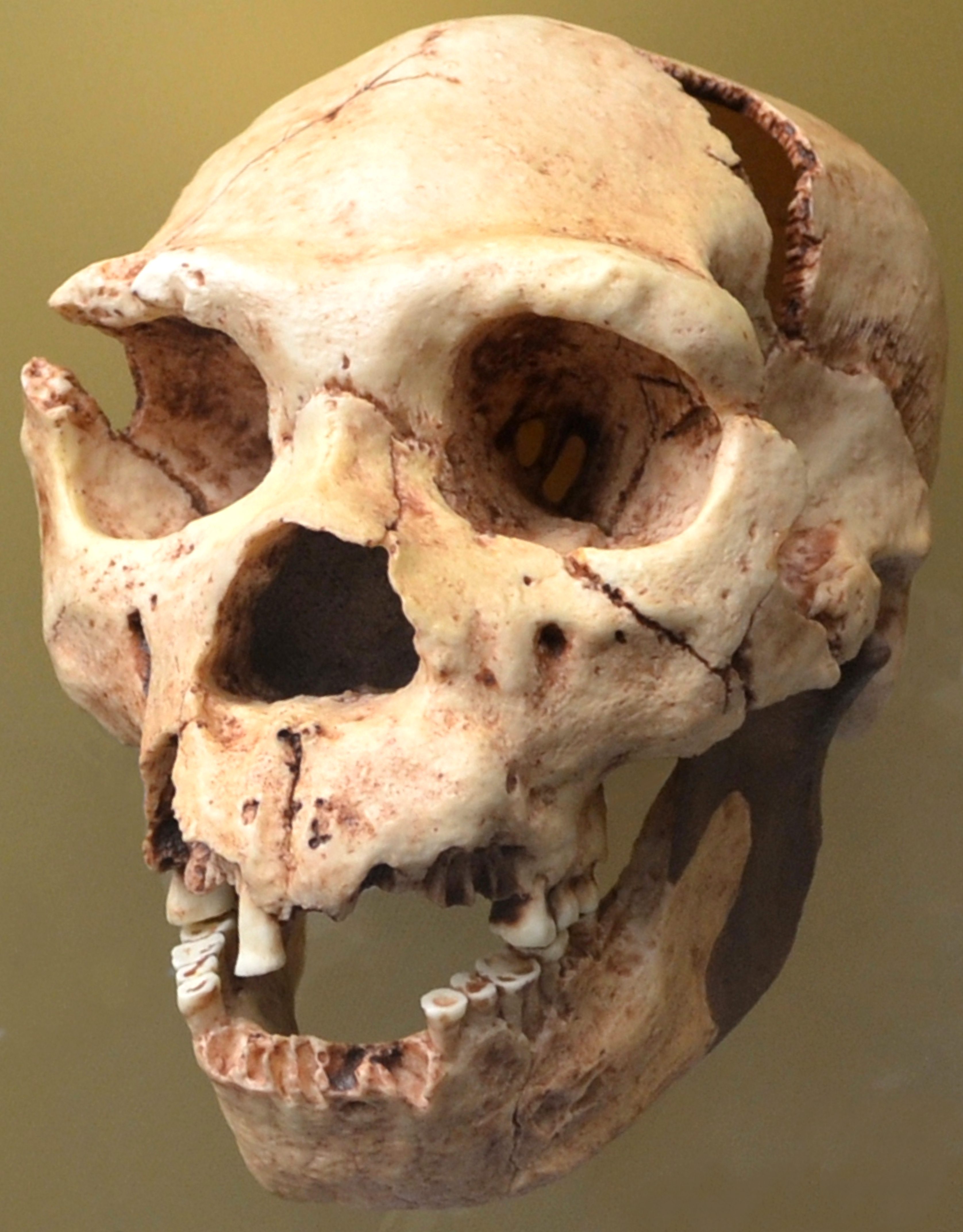 Neandertalinihmisen kallo, mahdollisesti H heidelbergensis, Valencian esihistoriallinen museo. Kuva: Dorieo CC BY-SA 4.0