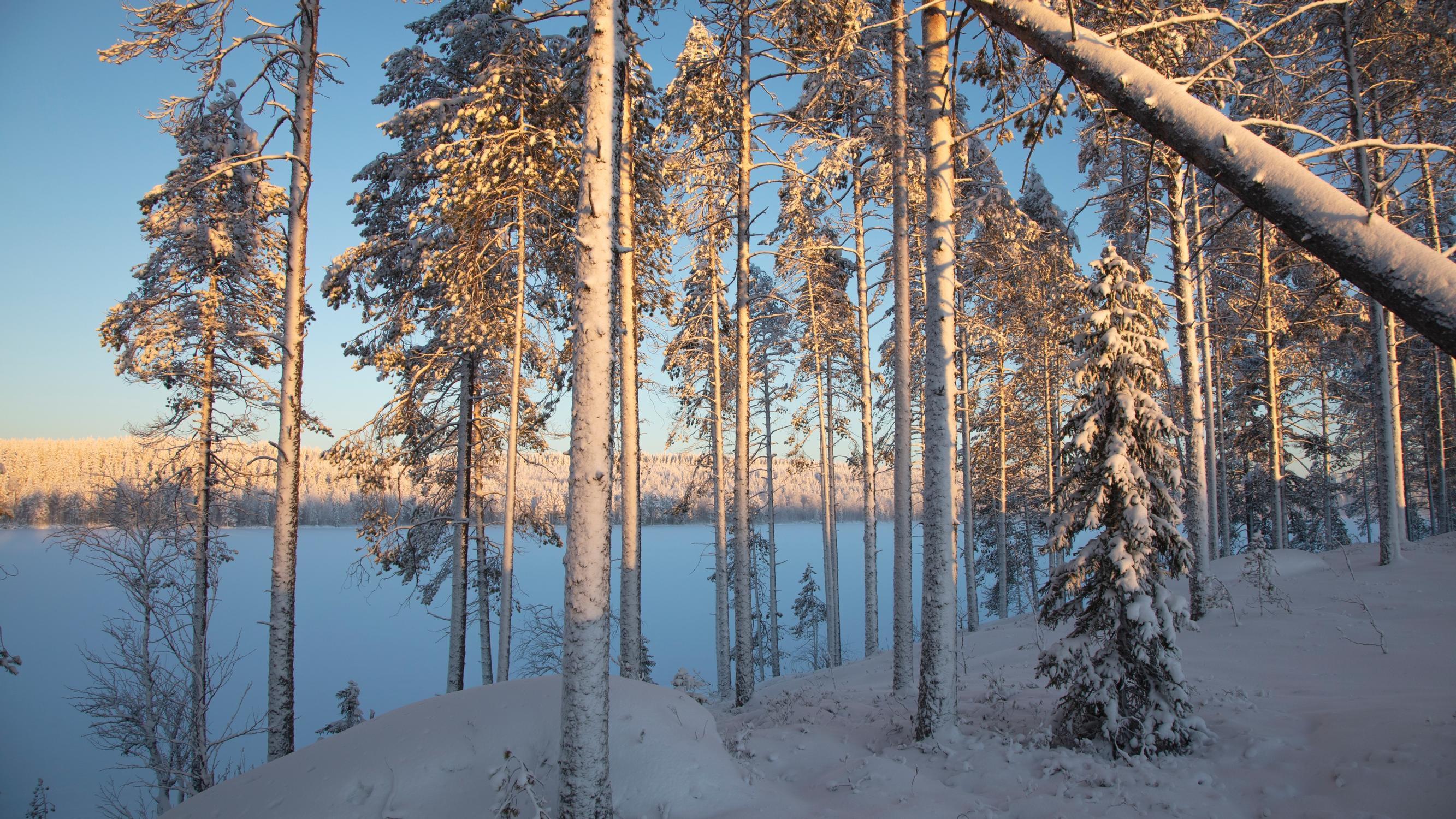 Metsästä pitäisi keskustella faktojen pohjalta, ei tunne­pitoisesti poliittisten irtopisteiden toivossa