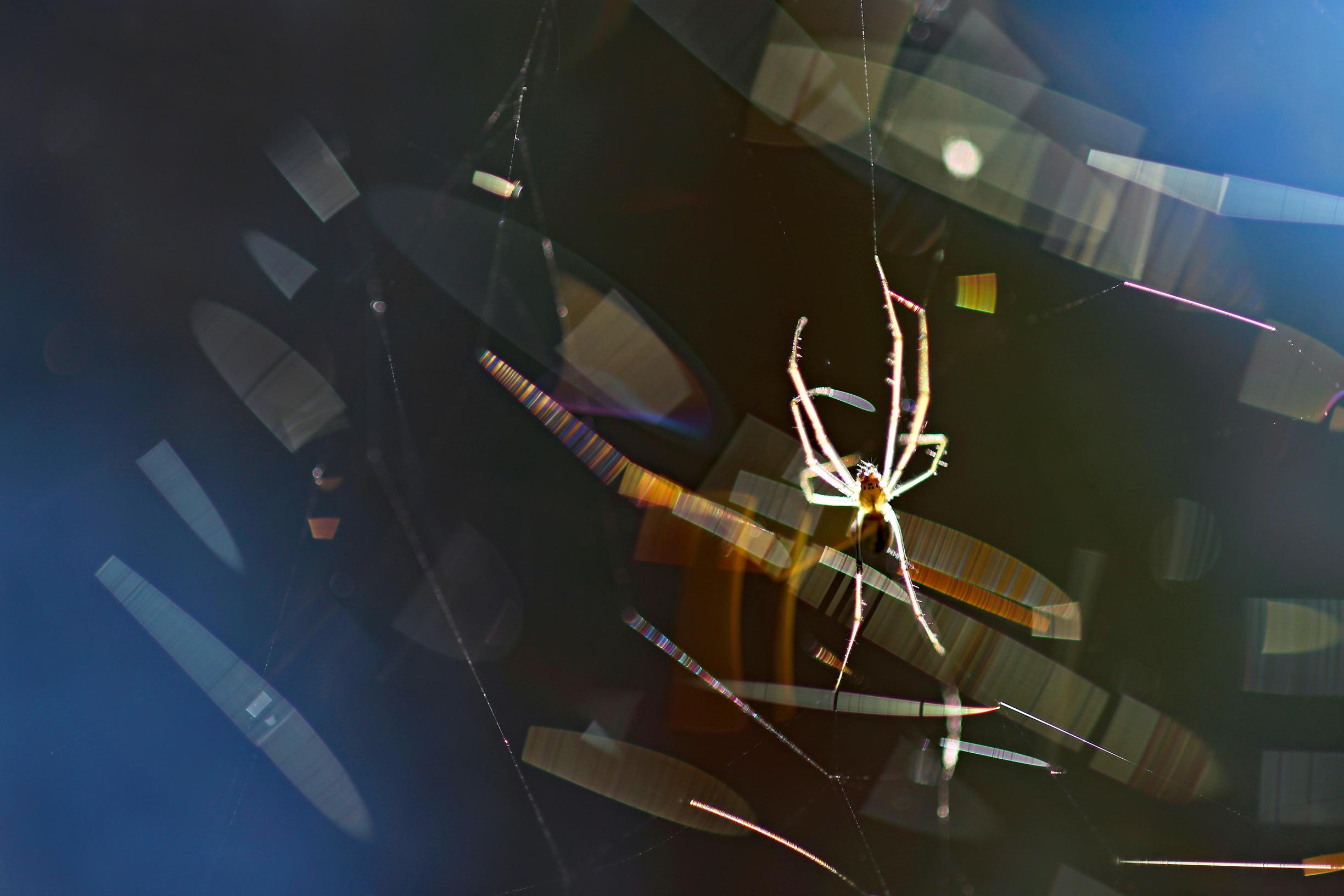 Hämähäkit syövät vuodessa ihmiskunnan verran biomassaa. Kuvassa riippuhämähäkin seitti heijastaa auringonvaloa sateenkaaren värein.