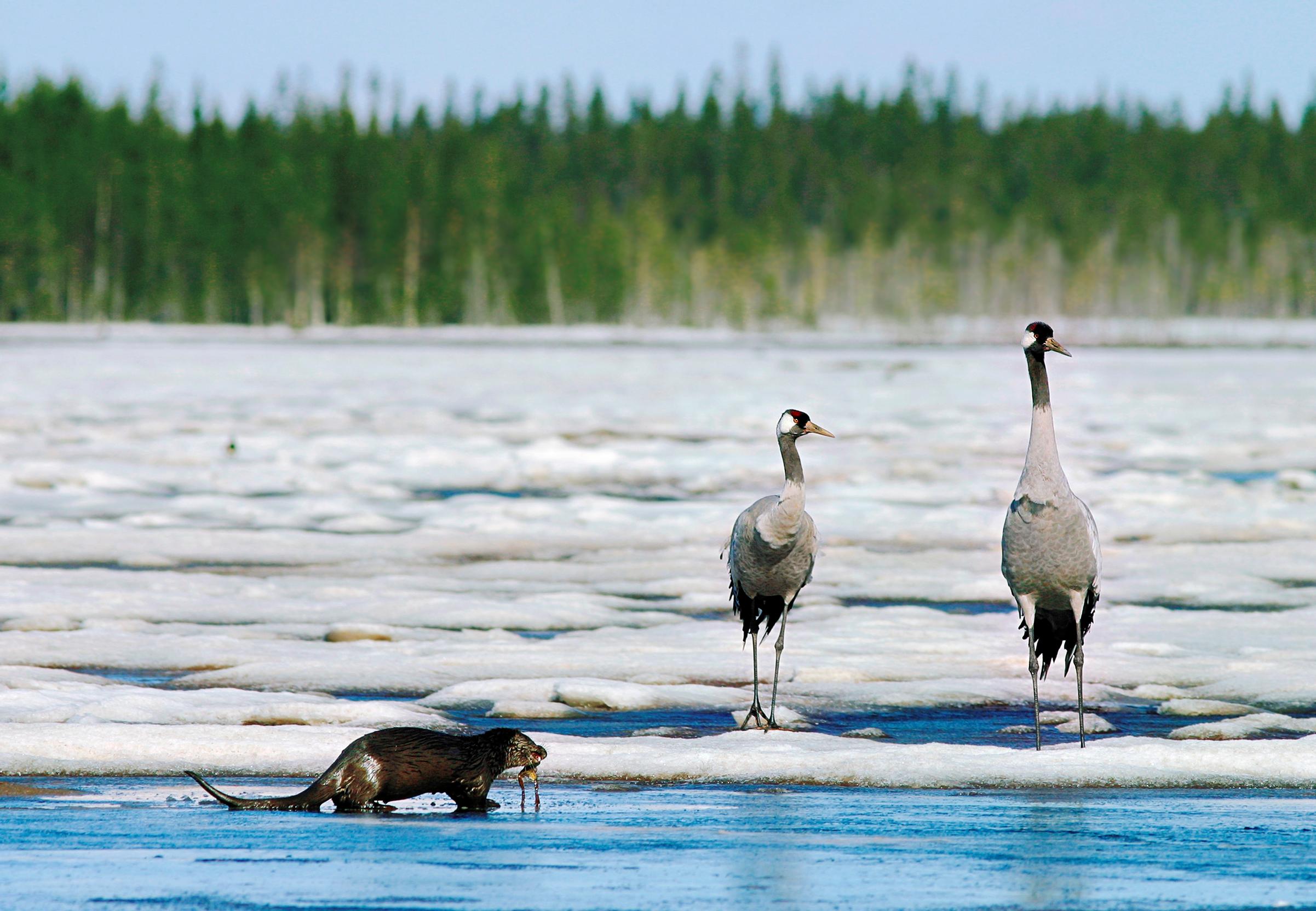 Näin seuraat lintujen kevätmuuttoa - Suomen 7 parasta bongauspaikkaa