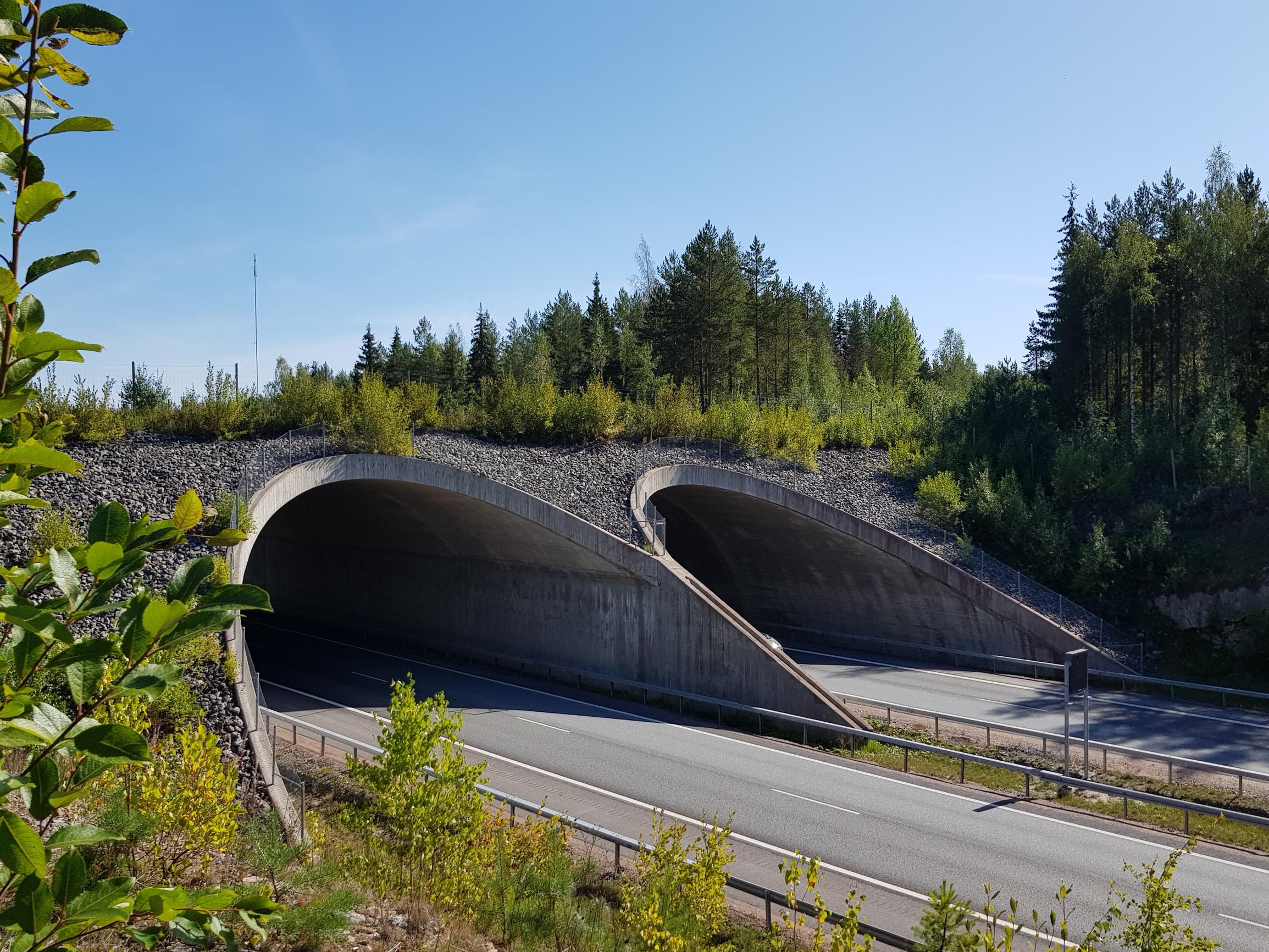 Näillä konsteilla hirvieläimet pysyvät pois maanteiltä