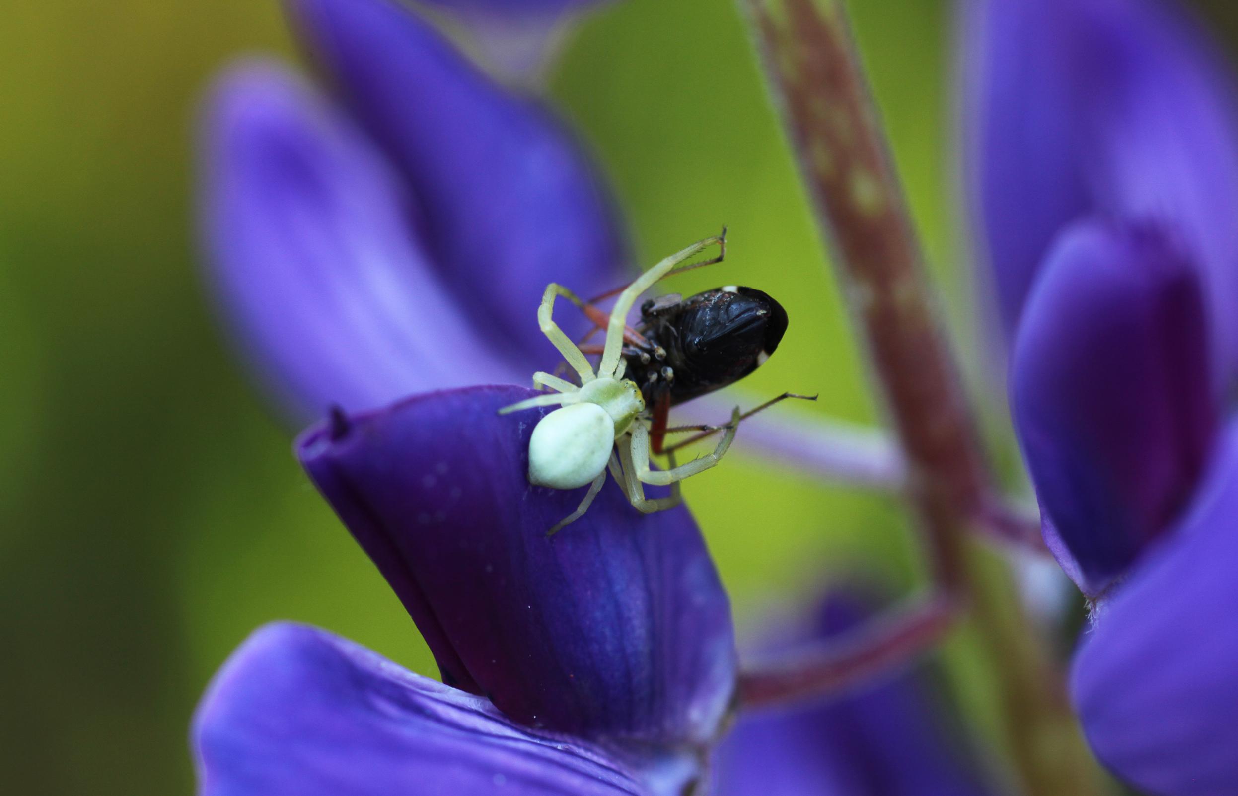 Hämähäkit syövät vuodessa ihmiskunnan verran biomassaa. Kuvassa kukkahämähäkki.