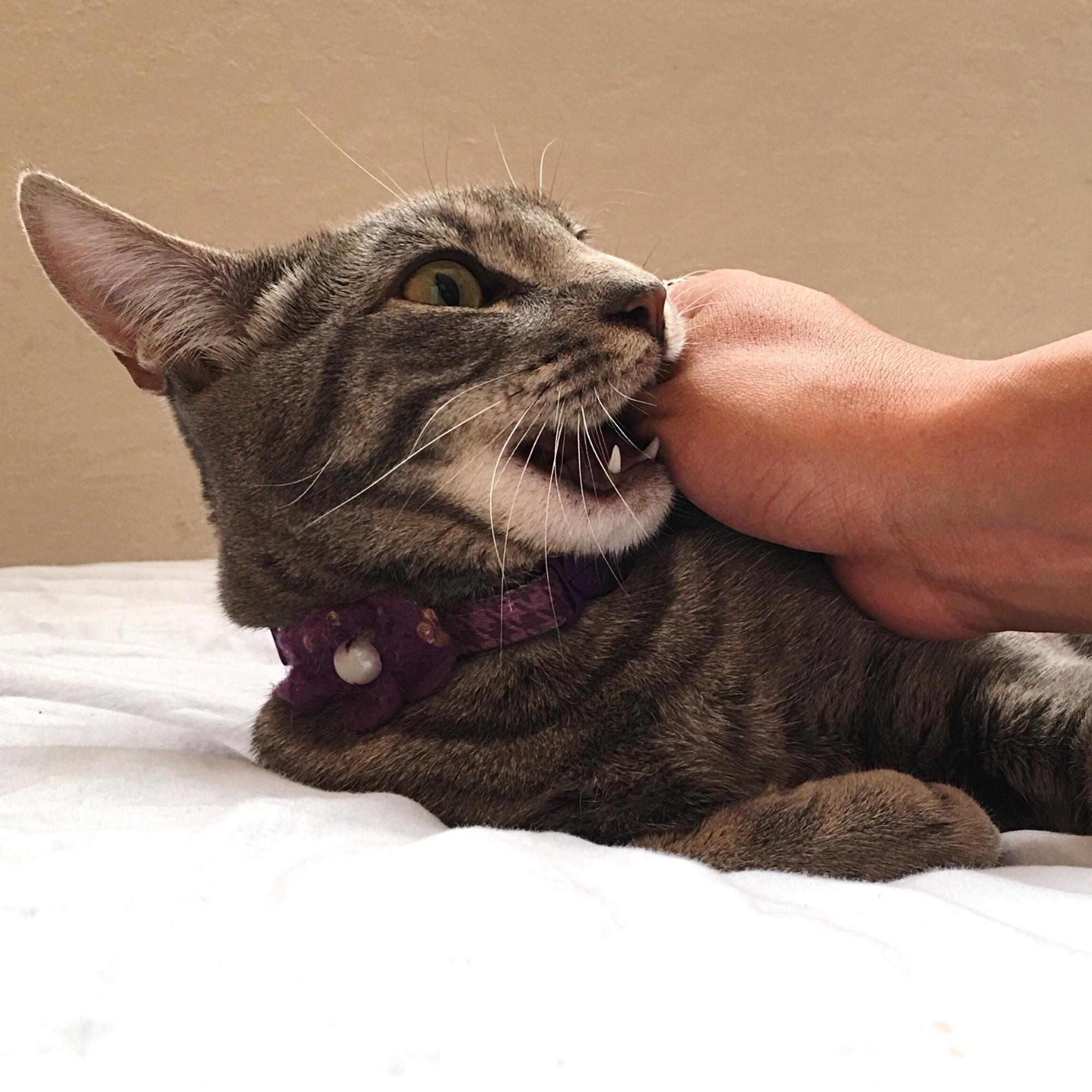 Mitä tehdä, kun kissa tai koira puree? Yleislääkärin 10 vinkkiä – ja vakava varoitus