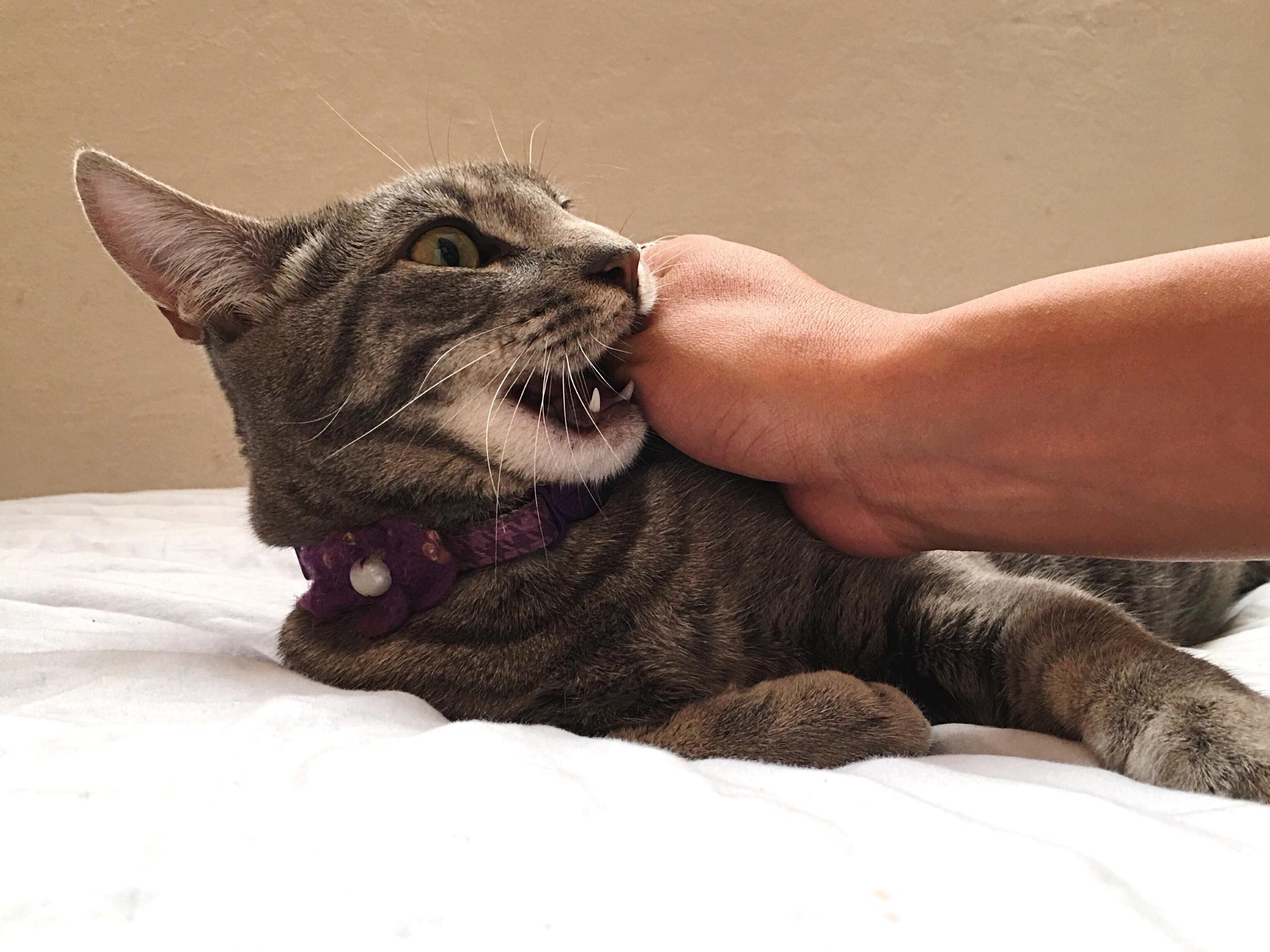 Mitä tehdä, kun kissa tai koira puree? Yleislääkärin 10 vinkkiä – ja vakava varoitus