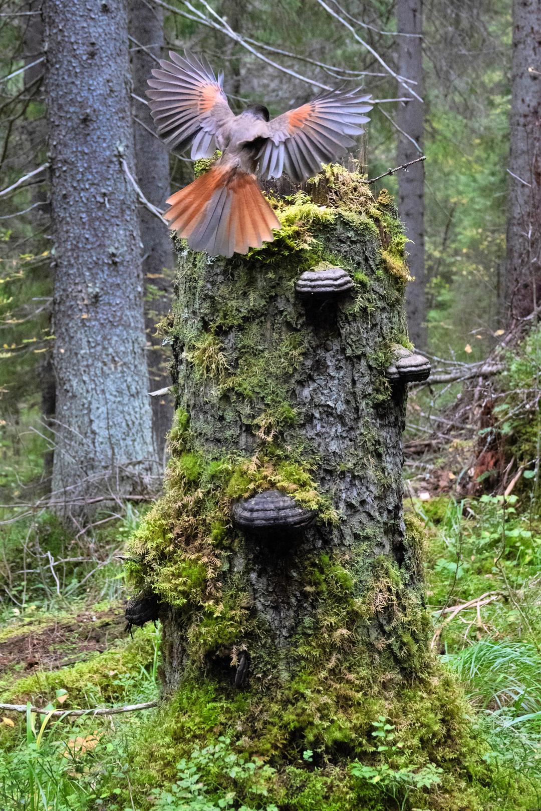 Luonto iskee takaisin | Suomalainen metsä kuin Avatar-elokuvasta | Apu