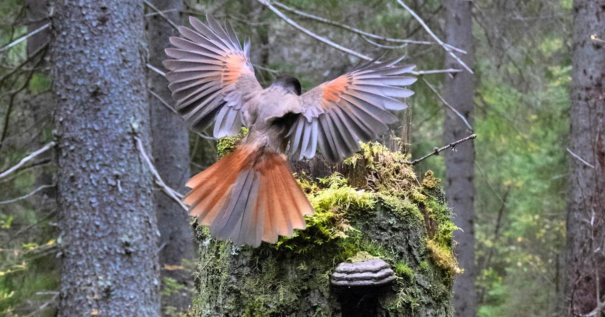 Luonto iskee takaisin | Suomalainen metsä kuin Avatar-elokuvasta | Apu