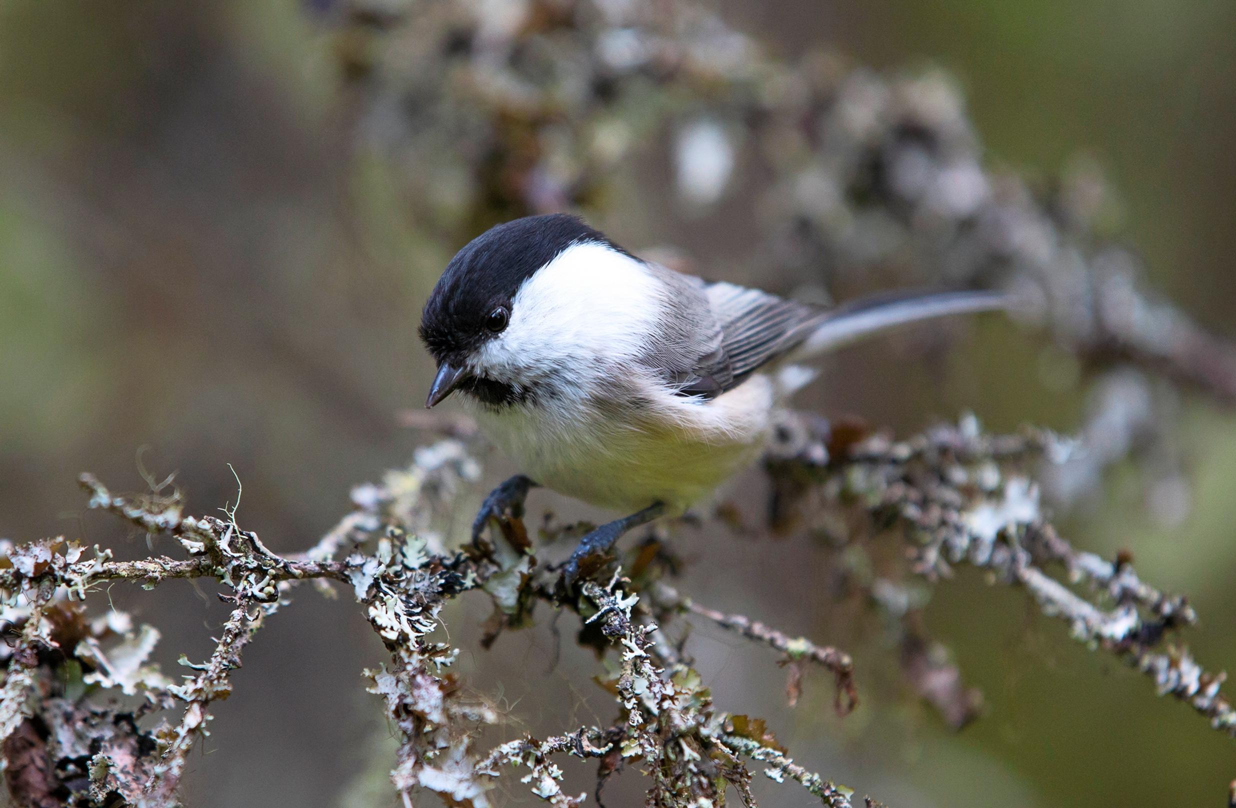 Miten pikkulinnut selviytyvät pakkasella? Suoli pitenee ja maha kasvaa – Tiaiset lihottavat itsensä joka päivä uudestaan yötä varten